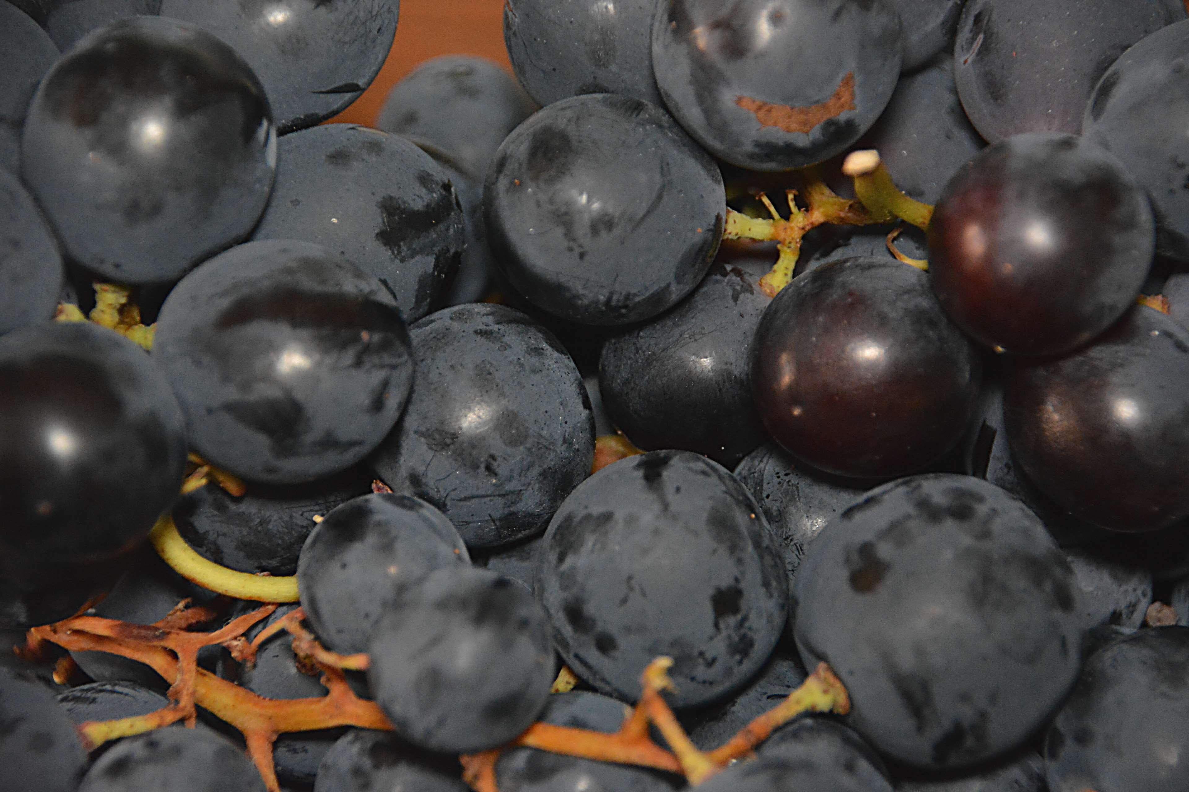 blueberry, high angle view, dessert, selective focus, ripe, no people, food and drink, nourriture, fruits, food, full frame, backgrounds, wellbeing, raisins secs, HD Wallpaper