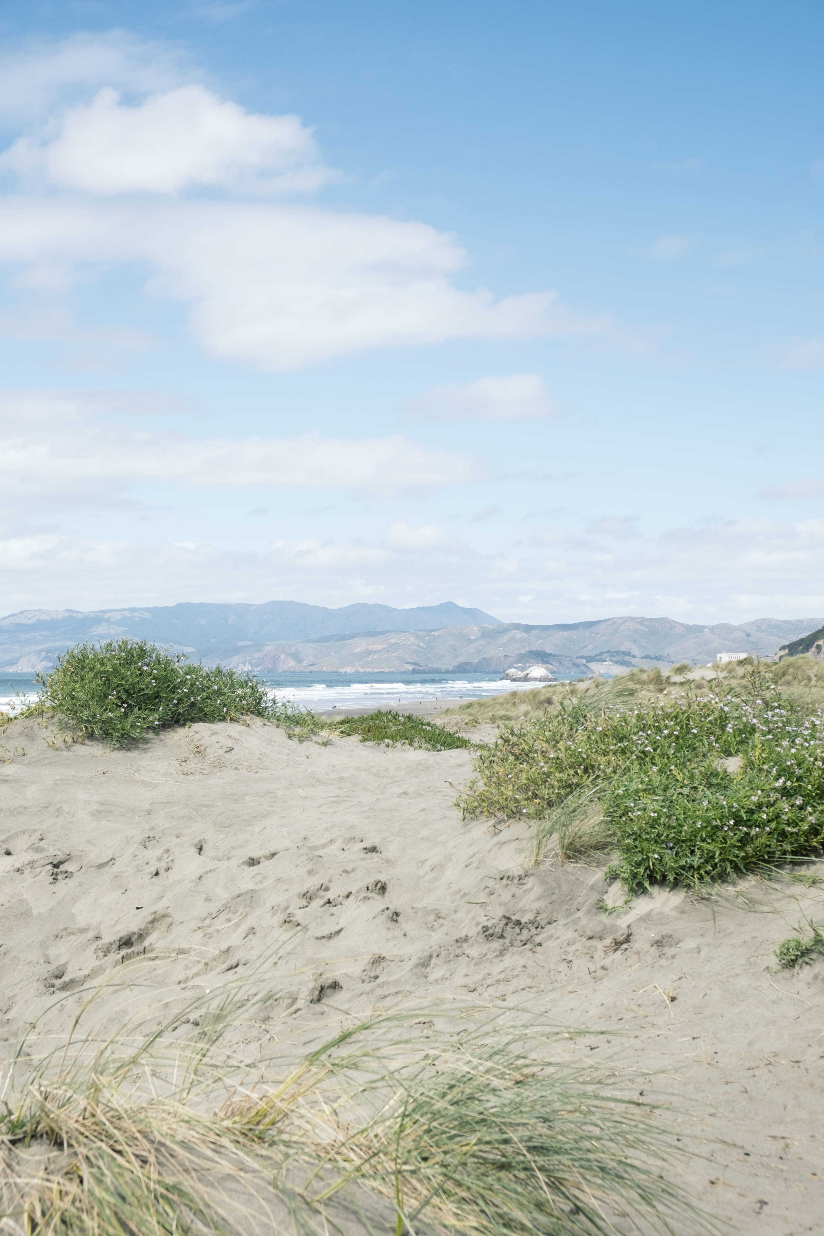 scenics - nature, plant, blue, sea, idyllic, water, coast, weekend, flower, dunes, marram grass, beach, outdoors, ocean beach, califor, environment, ocean, Phone HD Wallpaper