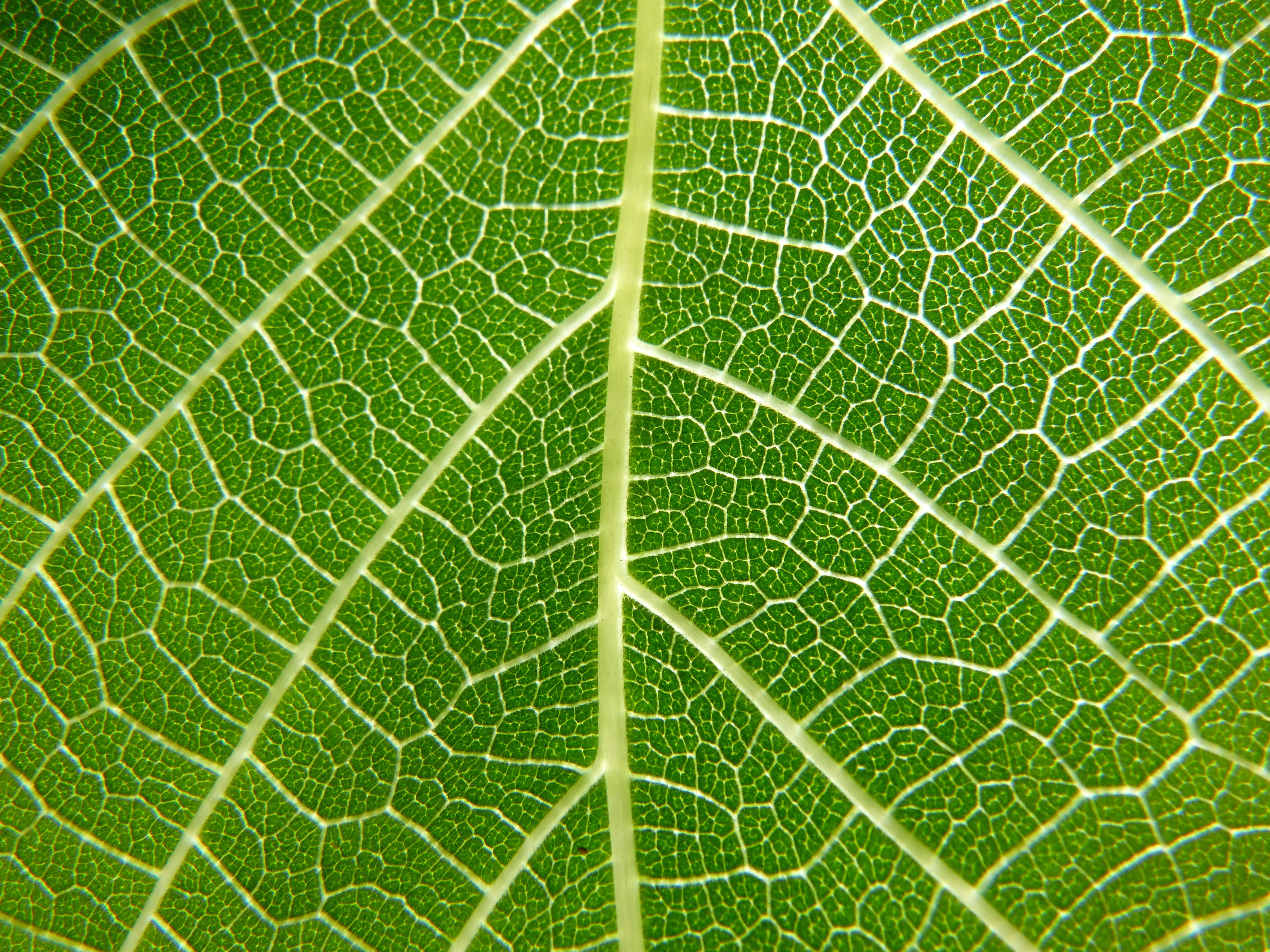close-up, natural pattern, extreme close-up, botany, beauty in nature, translucent, full frame, vulnerability, Leaf, textured effect, backgrounds, green Color, HD Wallpaper
