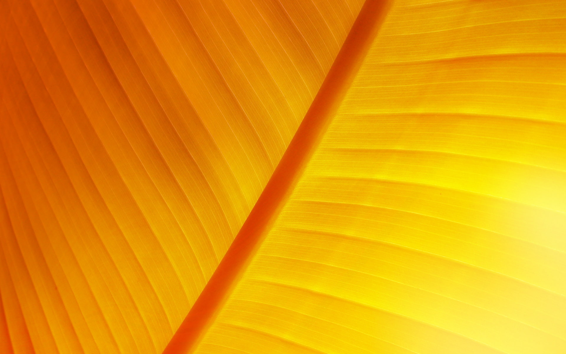 nerv, 1080P, leaves, yellow, orange, HD Wallpaper