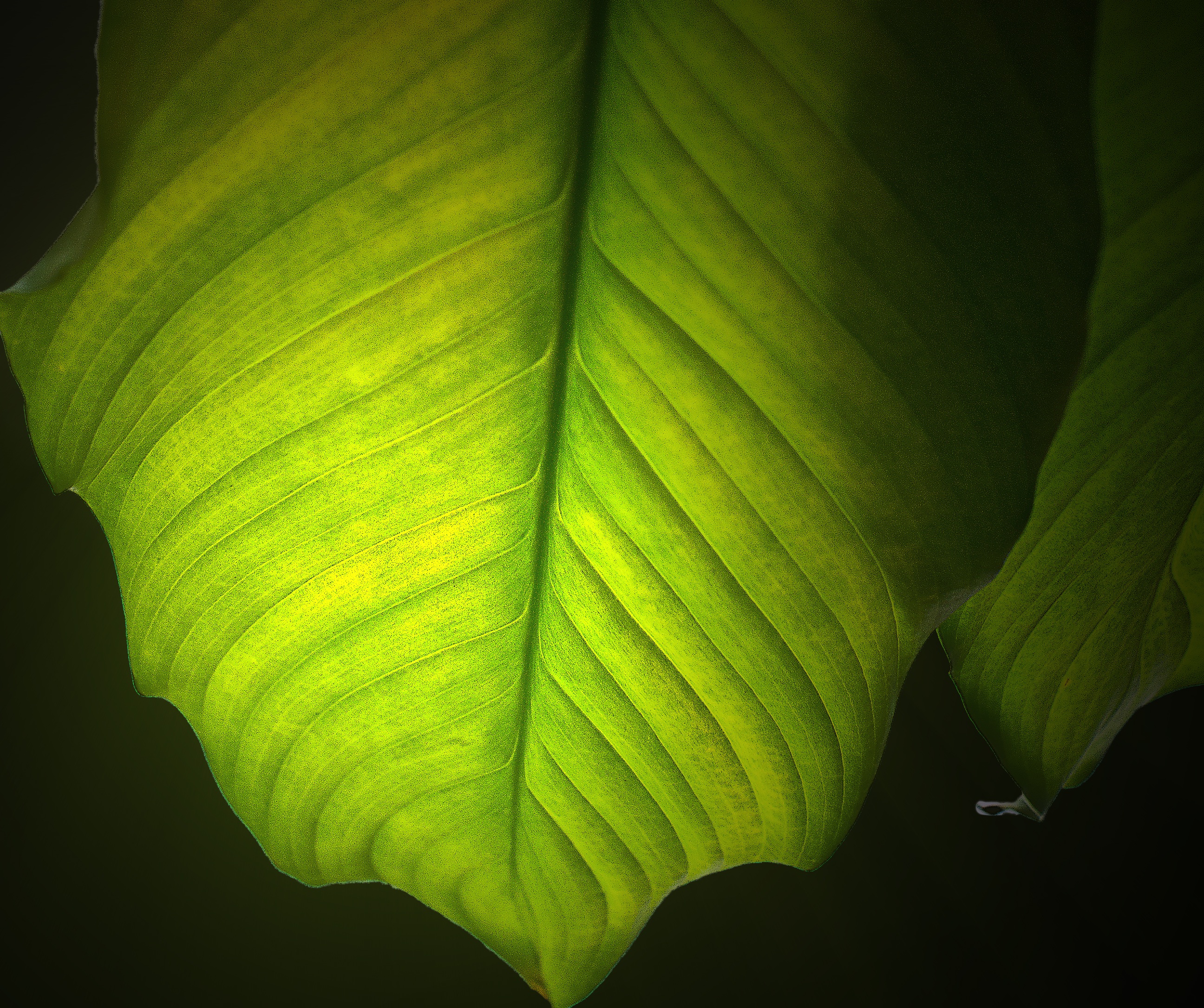 plasticity, vulnerability, freshness, plant part, leaf, leaf vein, close-up, closeup, outdoors, leaf texture, leaves, the details of the, pattern, the backlight, HD Wallpaper