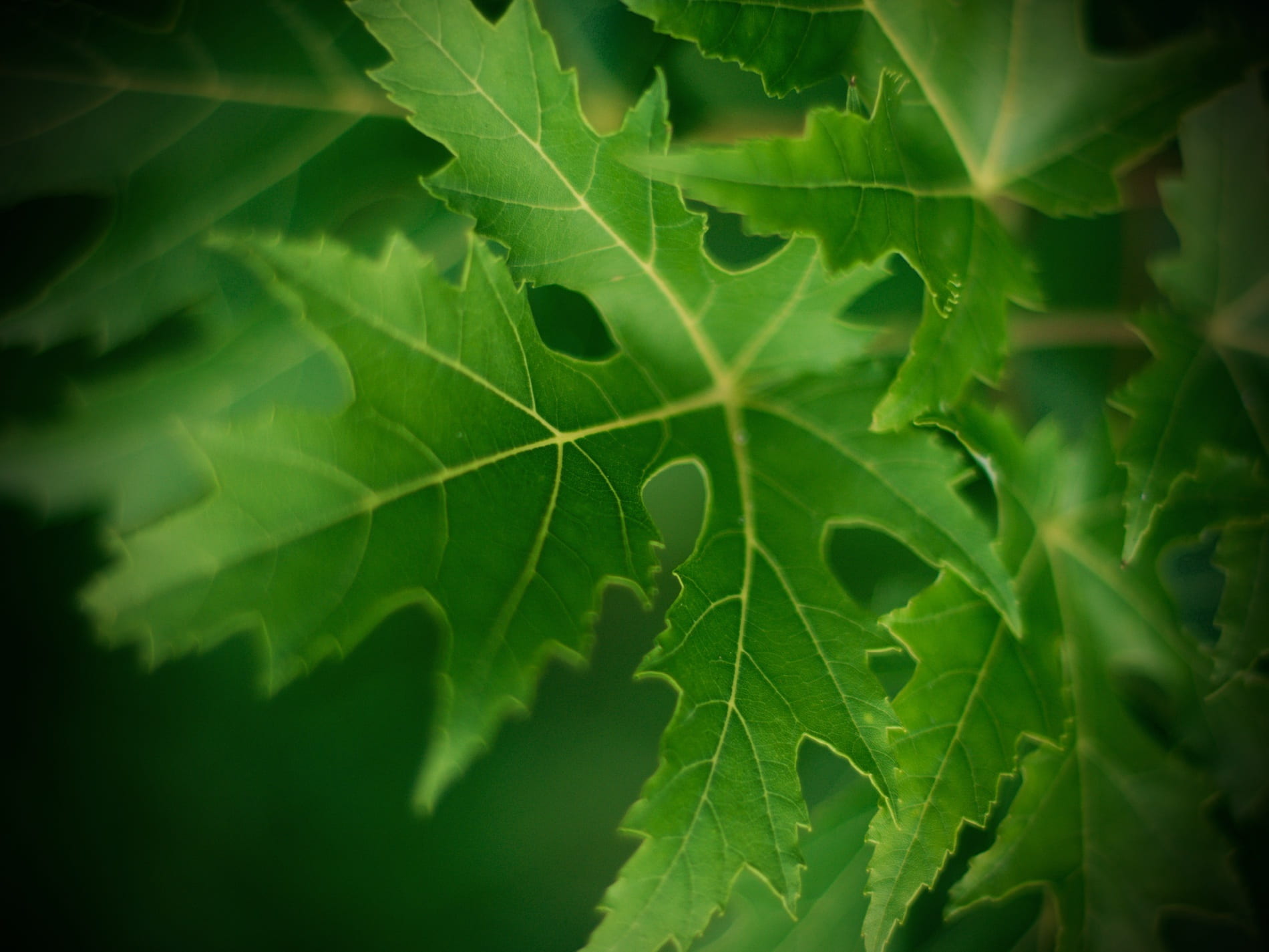 plant part, nature, vulnerability, natural pattern, fragility, pattern, no people, beauty in nature, outdoors, green leaf, garden, focus on foreground, HD Wallpaper
