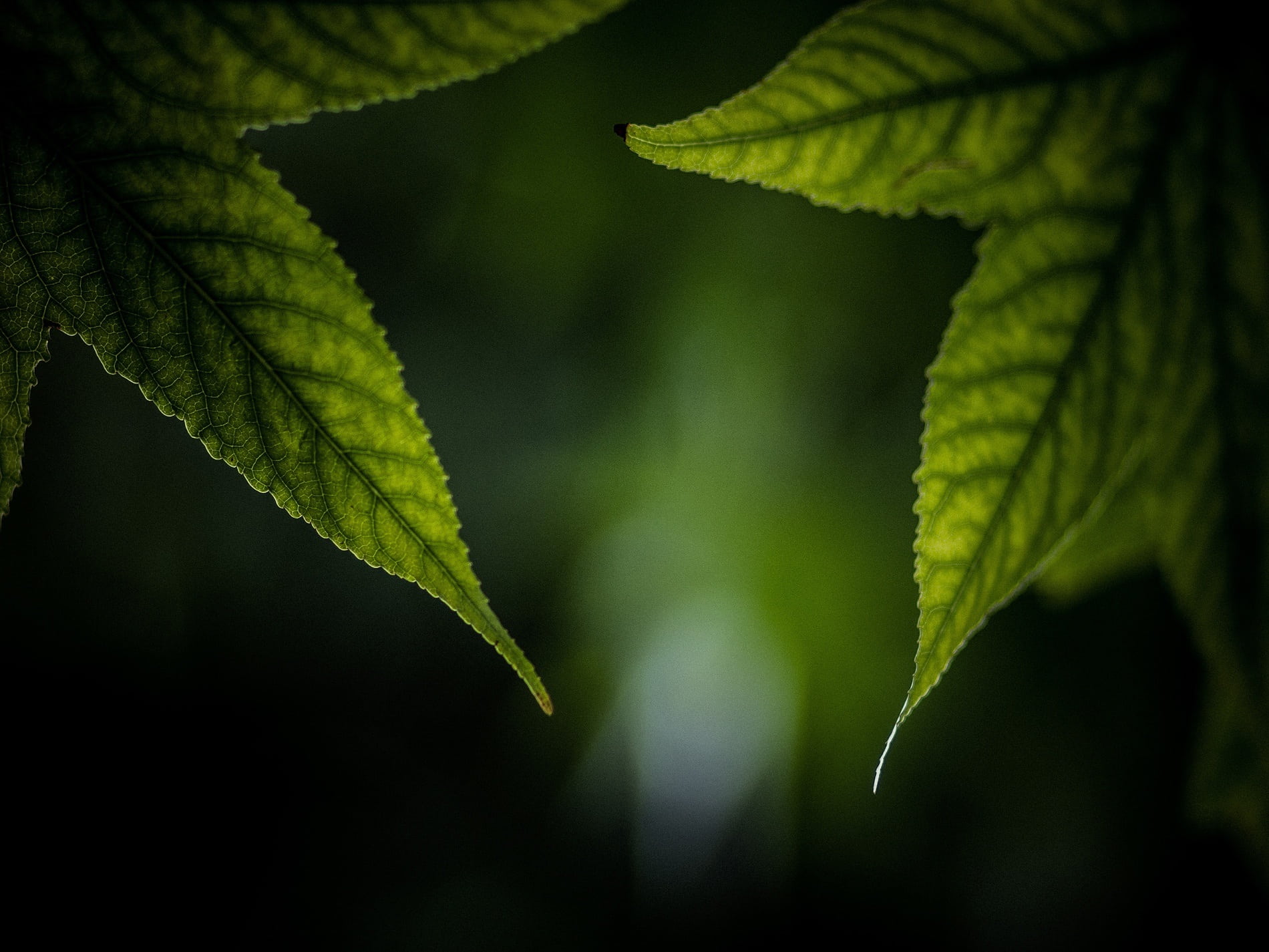 fresh, freshness, beauty in nature, flora, tree, environment, green, veins, texture, food, macro, focus on foreground, black background, plant, foliage, HD Wallpaper