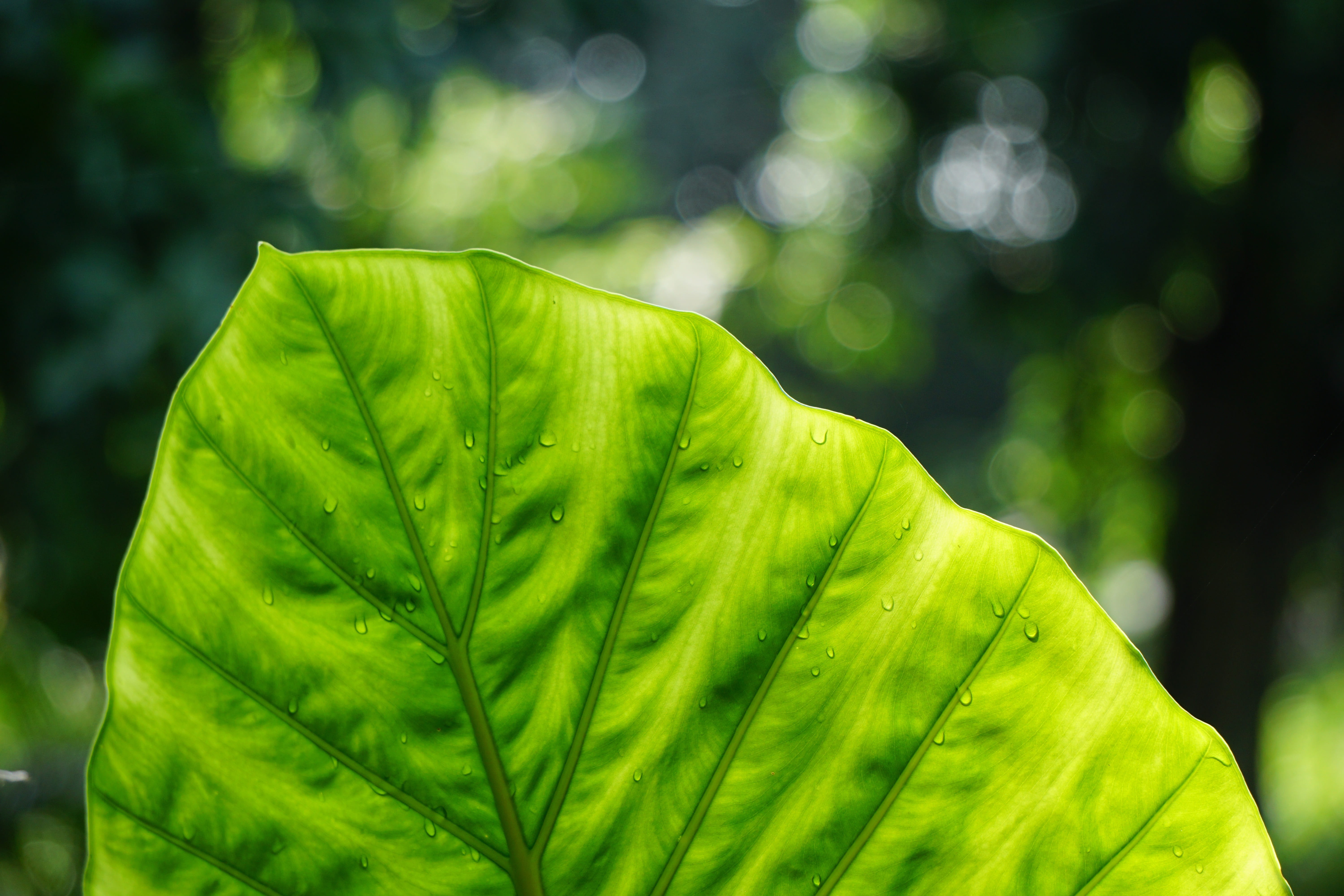 plant, texture, water, day, selective focus, bokeh, no people, drop, selective, closeup, rain, season, nature, fresh, 5K, close-up, sunlight, pattern, HD Wallpaper