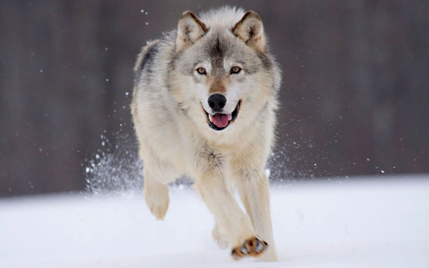 wolf, 720P, animals, winter, snow, HD Wallpaper
