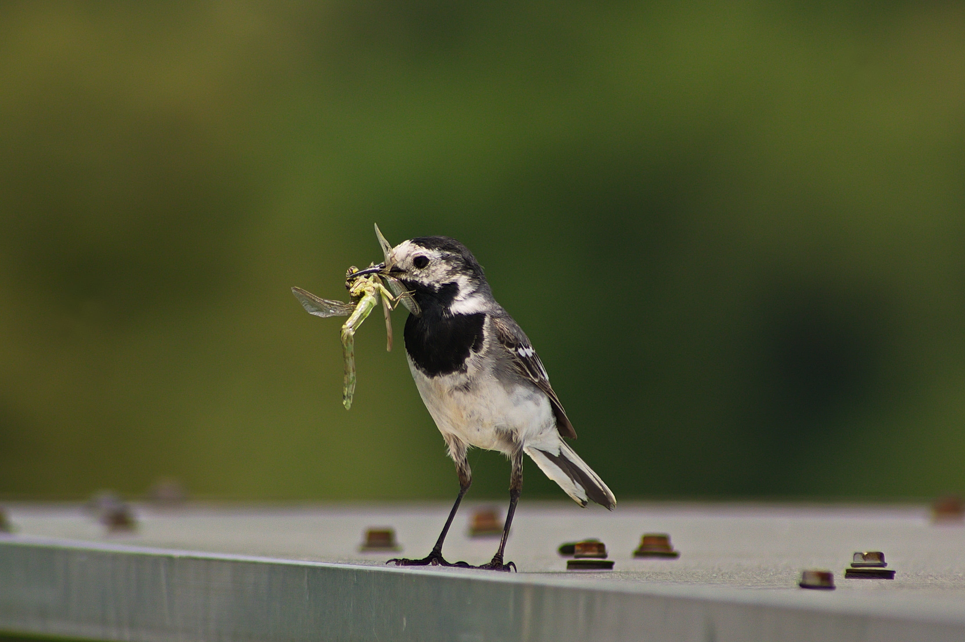 animals in the wild, animal wing, nature, mouth open, bird, 2K, one animal, focus on foreground, vertebrate, perching, sparrow, mammal, grey wagtail, worm, HD Wallpaper