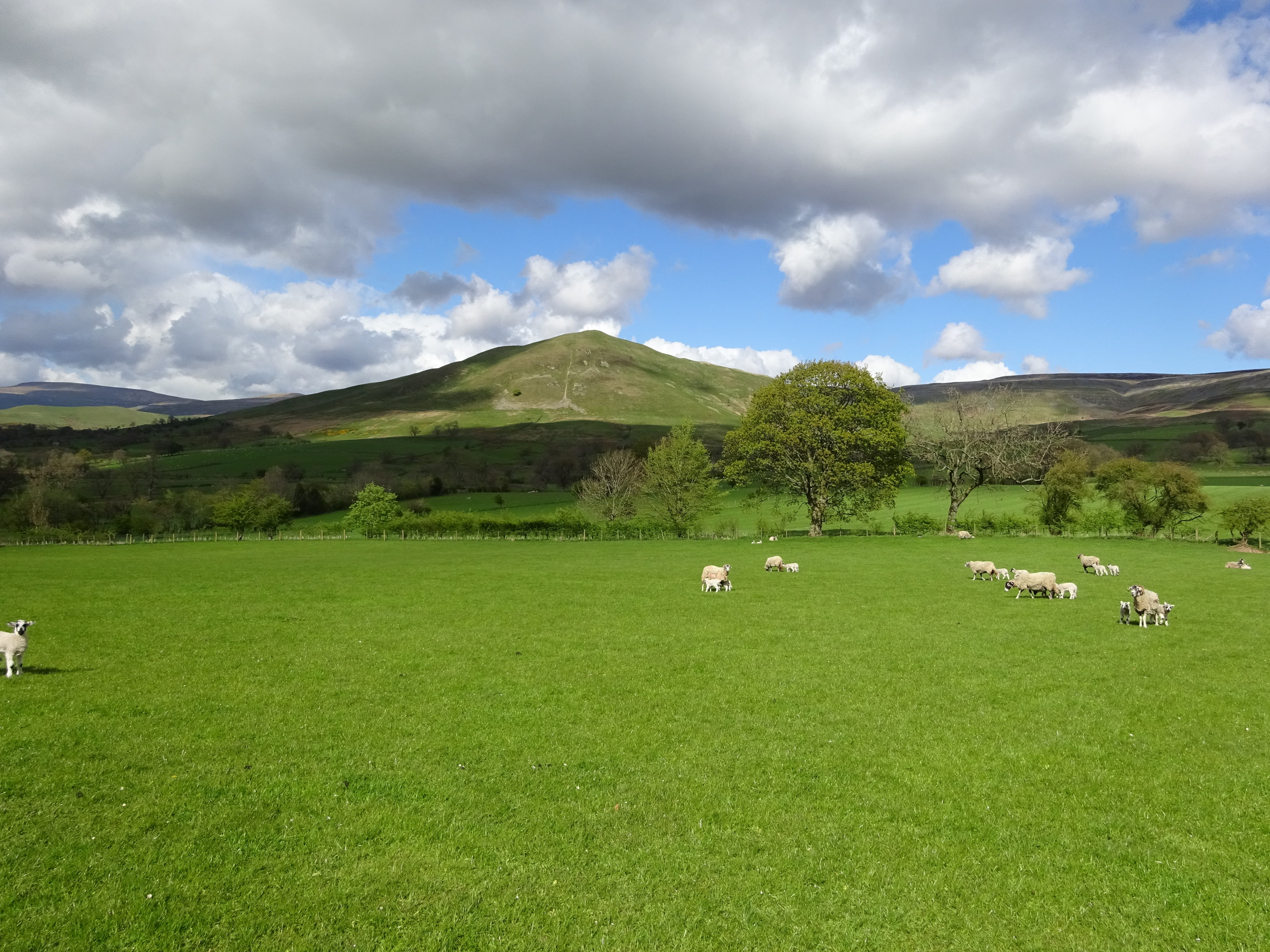 animal, outdoors, 4K, field, domestic animals, scenics - nature, cumbria, pyke, dufton, cattle, cloud - sky, green color, pets, livestock, herbivorous, HD Wallpaper
