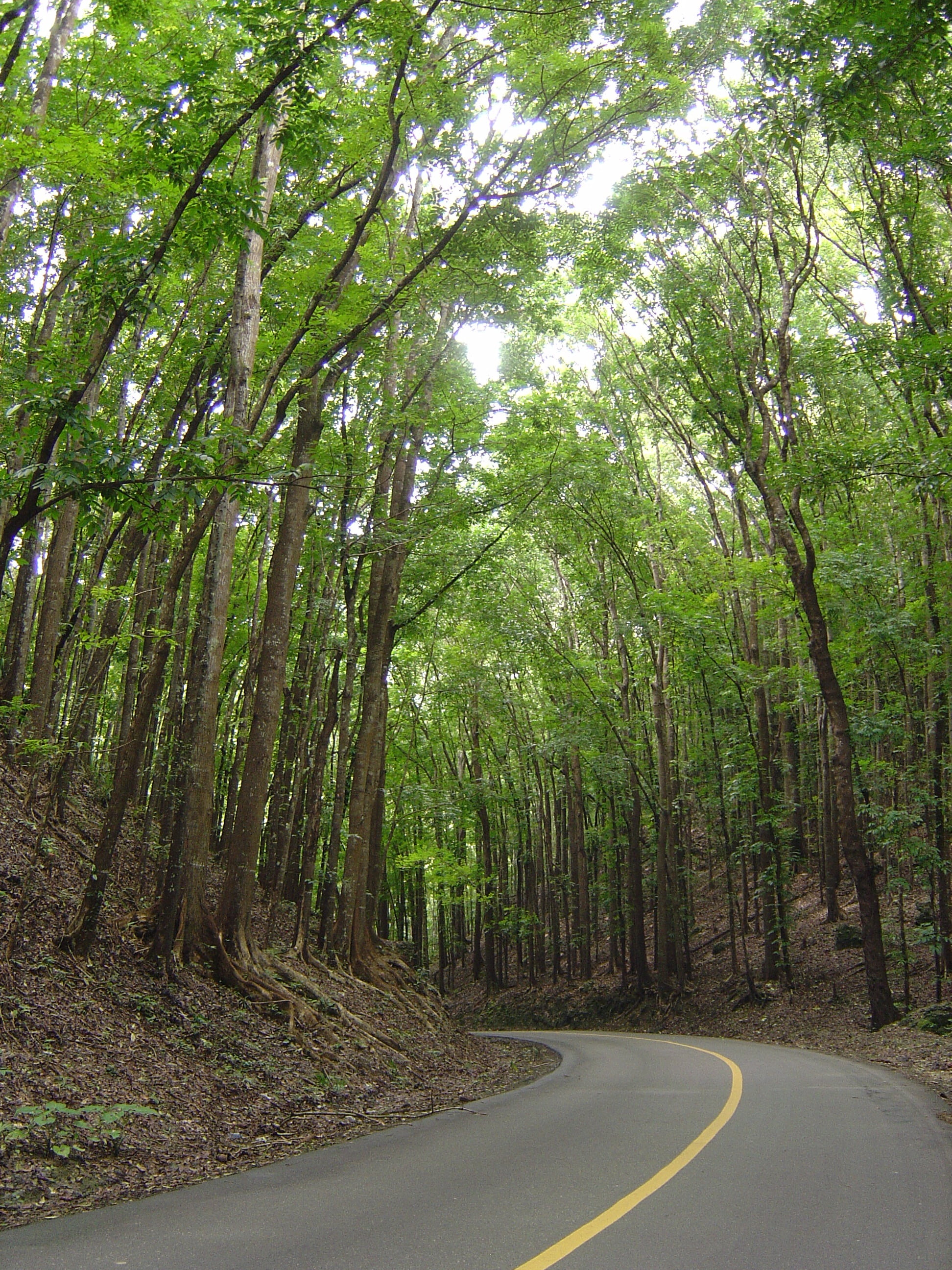 long, woodland, bamboo - plant, green color, philippines, day, nature, 2K, road, green, the way forward, bohol, diminishing perspective, highway, no people, Phone HD Wallpaper