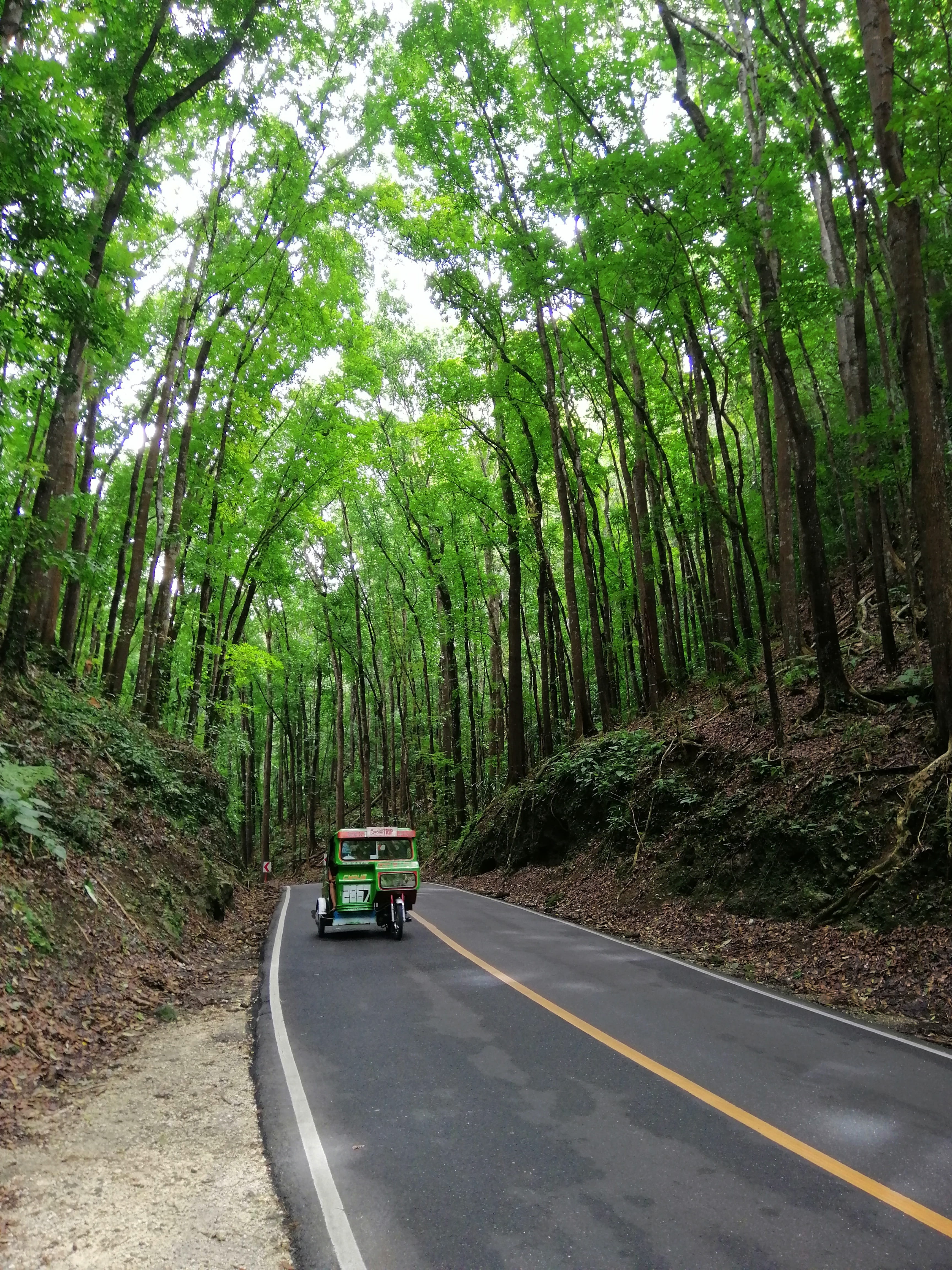 forest, asia, road, philippines, outdoors, green color, diminishing perspective, mode of transportation, transportation, motorcycle taxi, growth, land, Phone HD Wallpaper