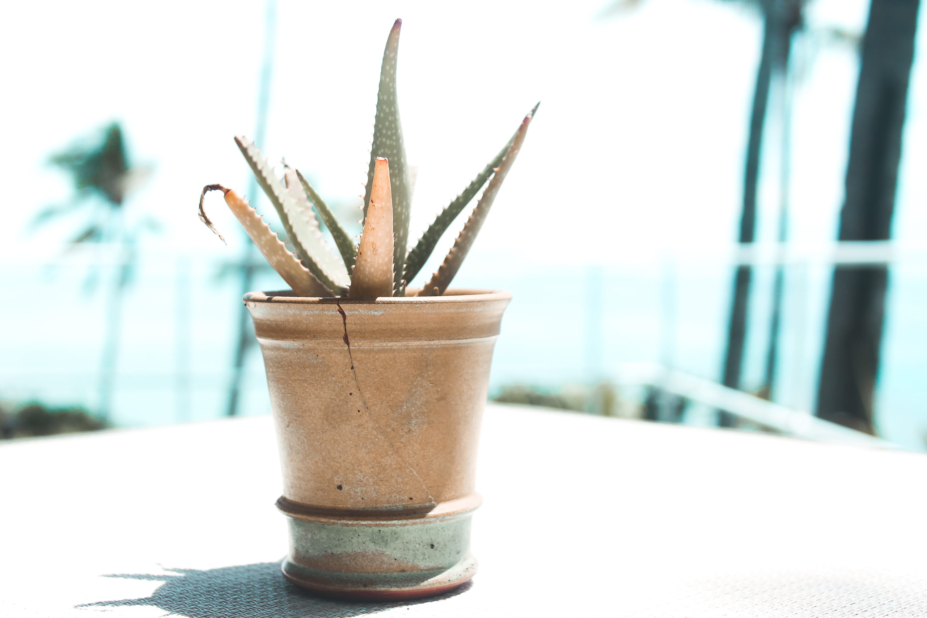 panglao, philippines, plant, day, table, drinking straw, food and drink, sky, islang, focus on foreground, bohol, white, refreshment, pot, brown, straw, HD Wallpaper