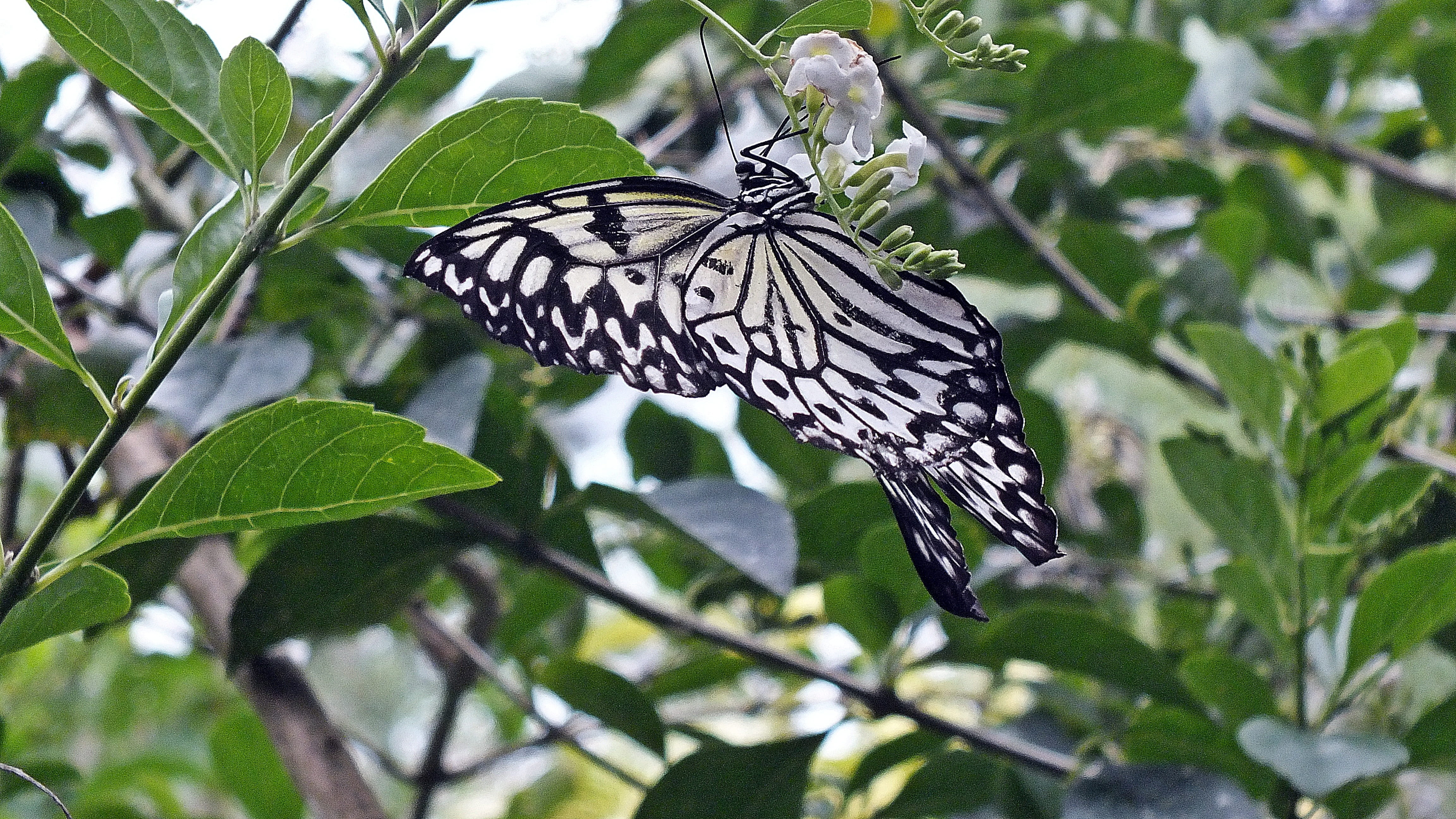 animal wildlife, butterfly, 4K, insect, focus on foreground, bohol, animal, plant part, beauty in nature, animal themes, nature, white, animals in the wild, HD Wallpaper