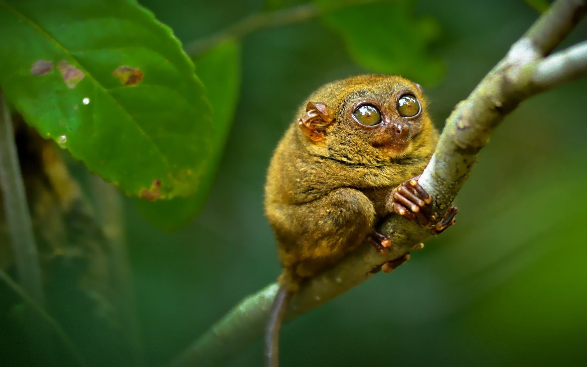 branch, tree, tarsier, leaf, vertebrate, nature, animal, selective focus, animal themes, animals in the wild, animal wildlife, one animal, day, looking away, HD Wallpaper