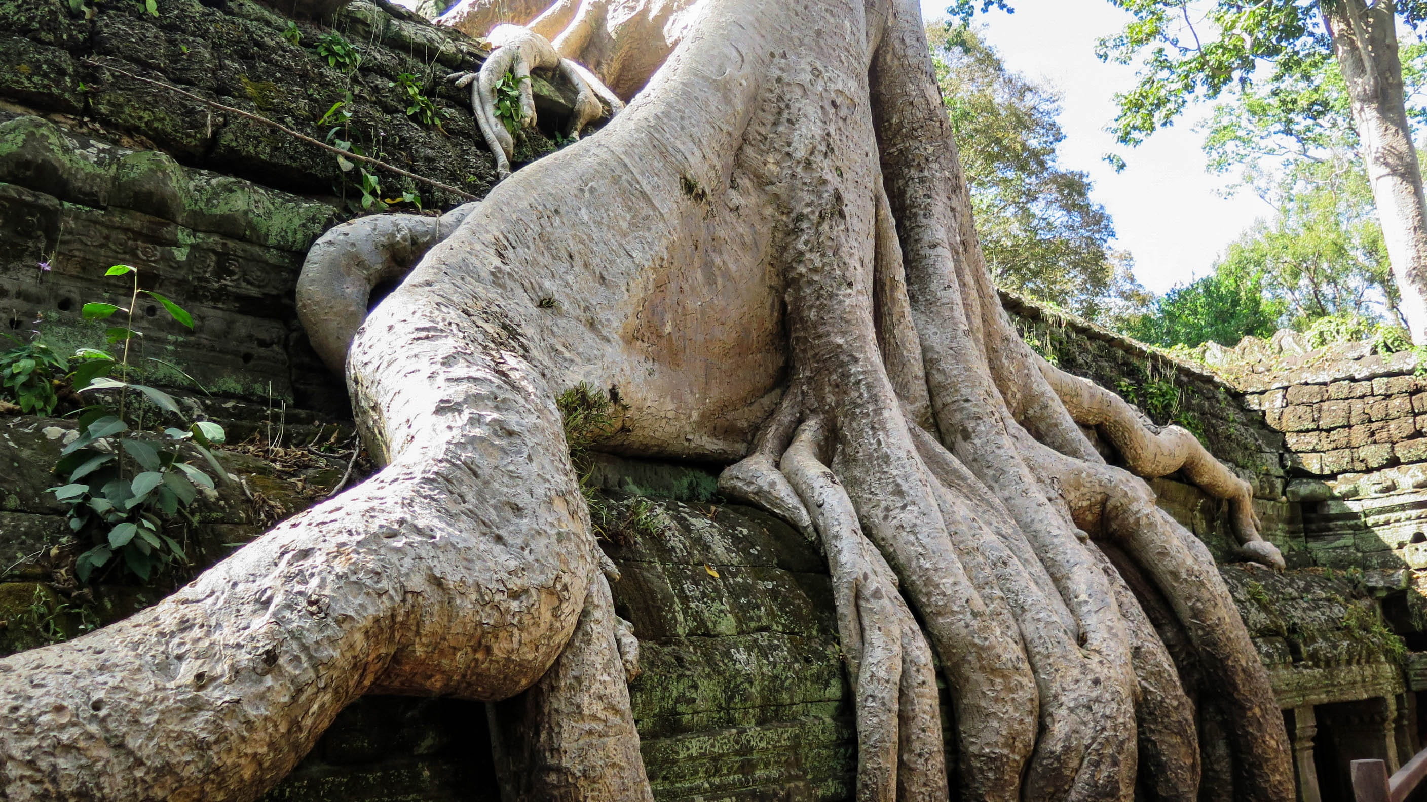Ta Prohm, Temple, no people, plant, trunk, growth, low angle view, tree trunk, tree, cultures, representation, architecture, branch, day, plant part, jungle, HD Wallpaper