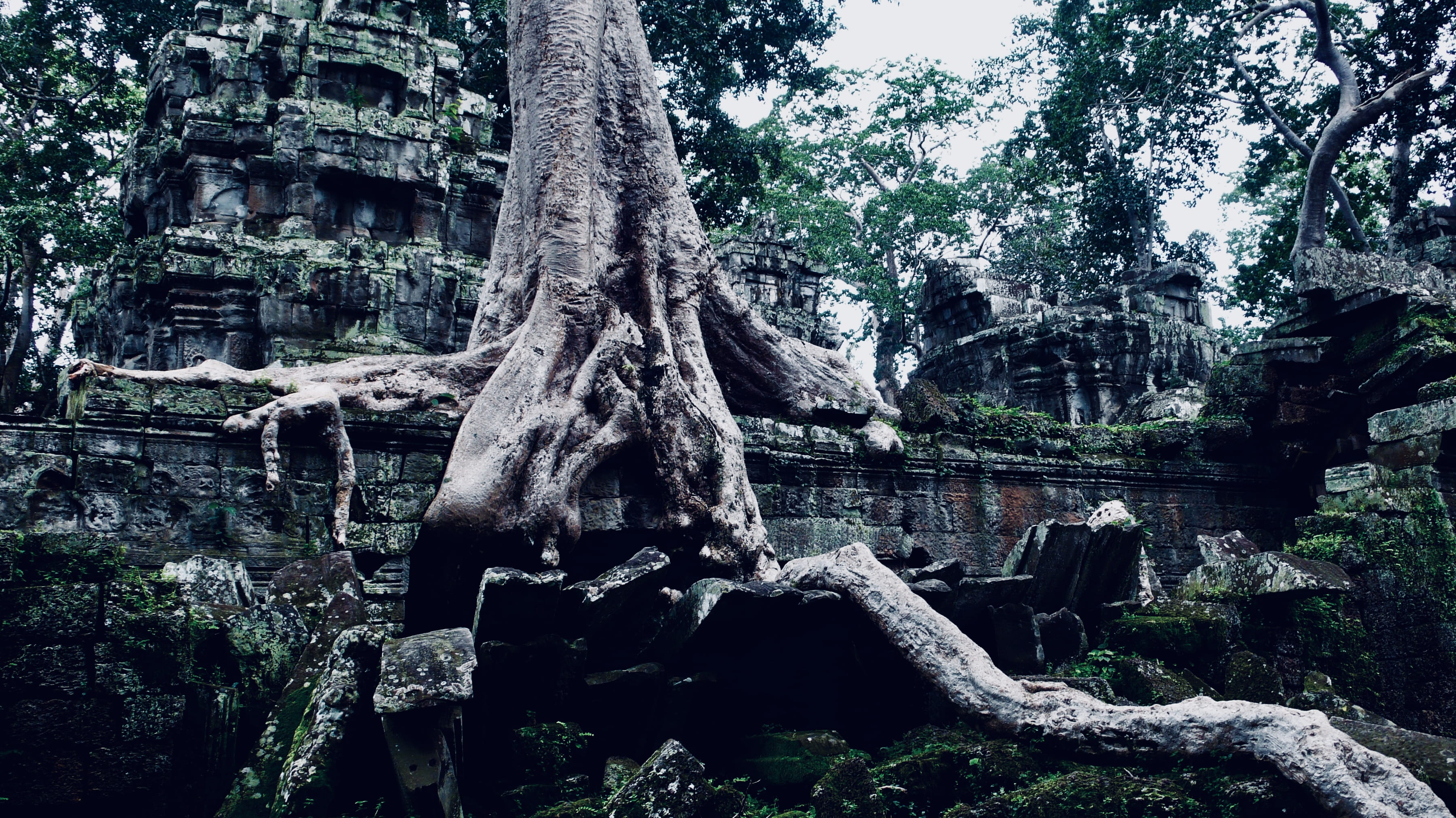 nature, ta prohm, plant, trunk, old ruin, travel, cambodia, tourism, travel destinations, history, root, ancient, the past, ruined, no people, siem reap, HD Wallpaper
