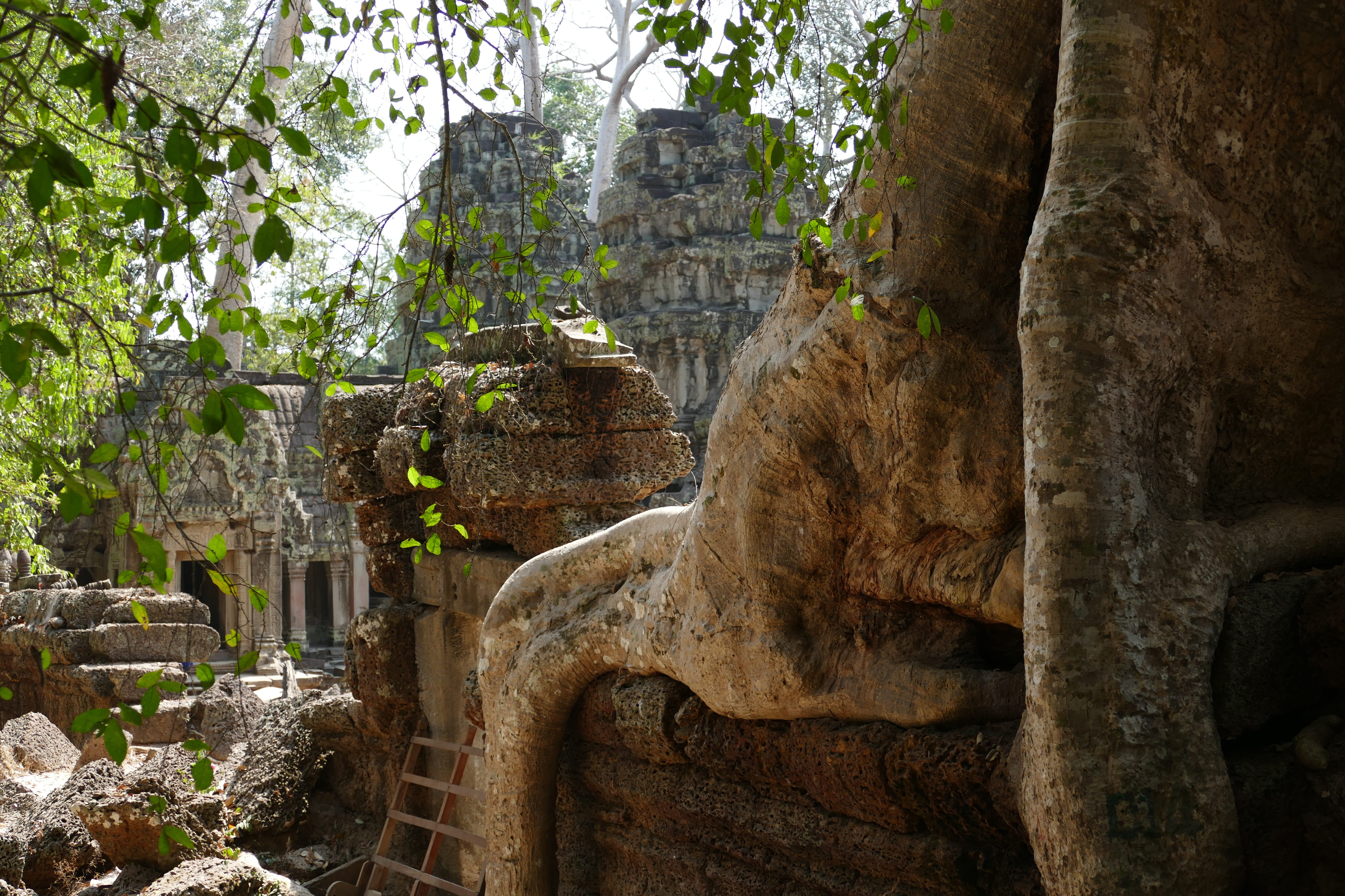 belief, old, ruined, archaeology, tree root, ta prohm, built structure, outdoors, place of worship, 5K, the past, asia, plant, stone material, history, HD Wallpaper