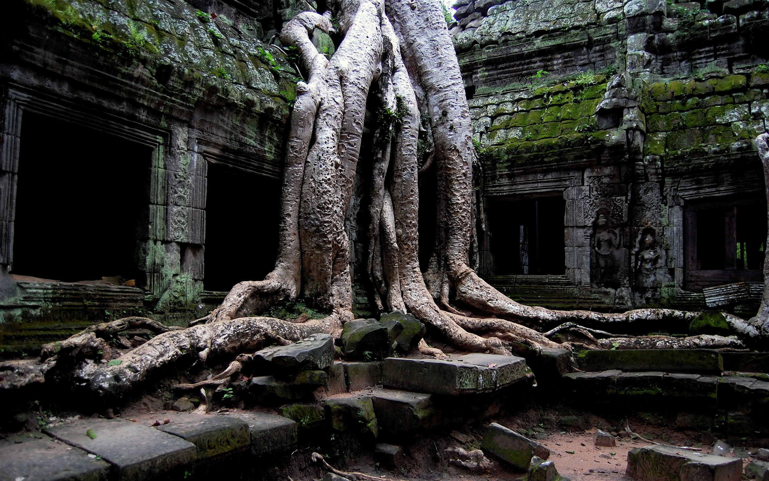 2K, prohm, cambodia, angkor, HD Wallpaper