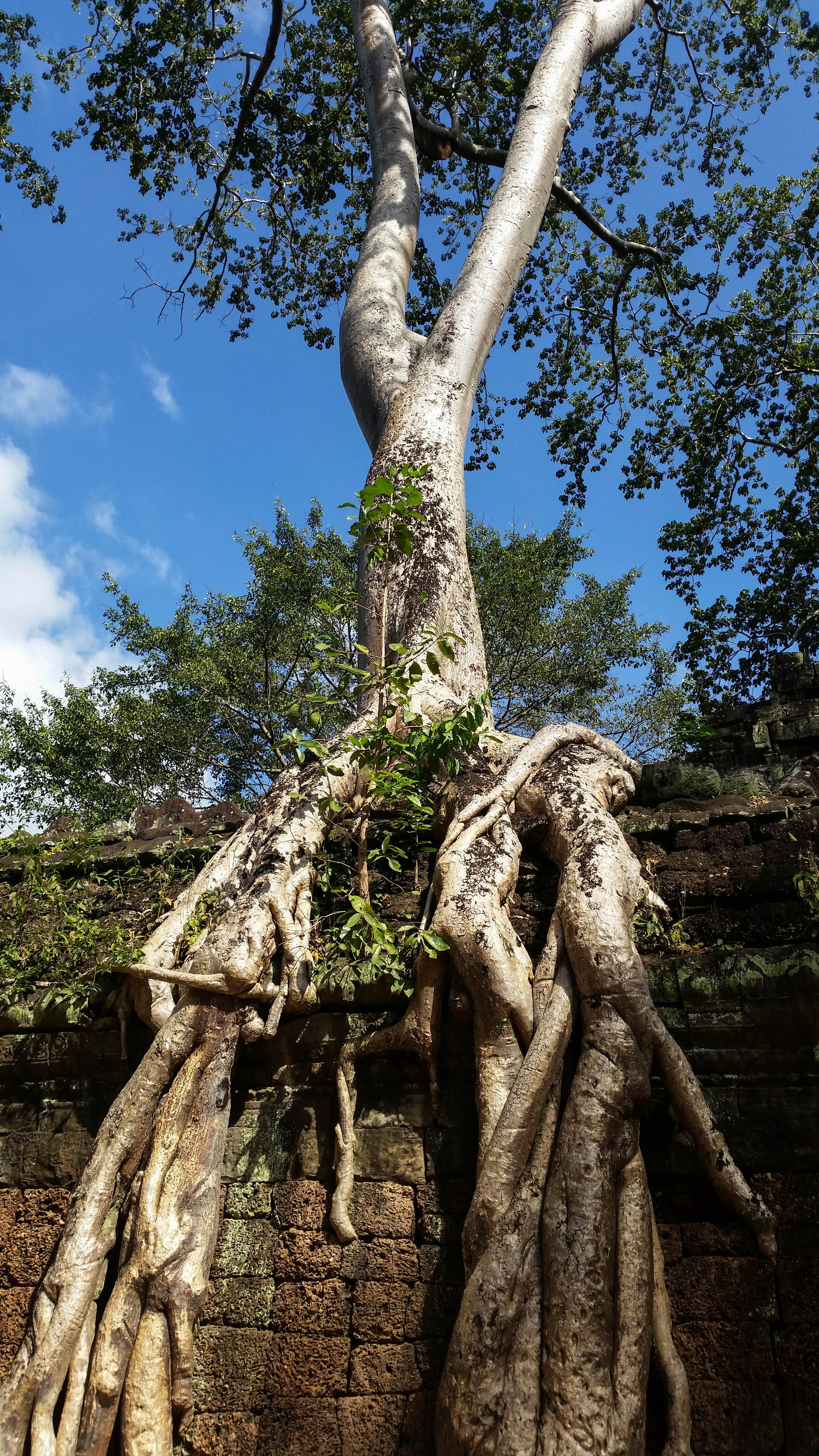 trunk, low angle view, jungle, ta prohm, no people, creativity, statue, temple, temple complex, root, history, sky, outdoors, nature, angkor, growth, art and craft, Phone HD Wallpaper