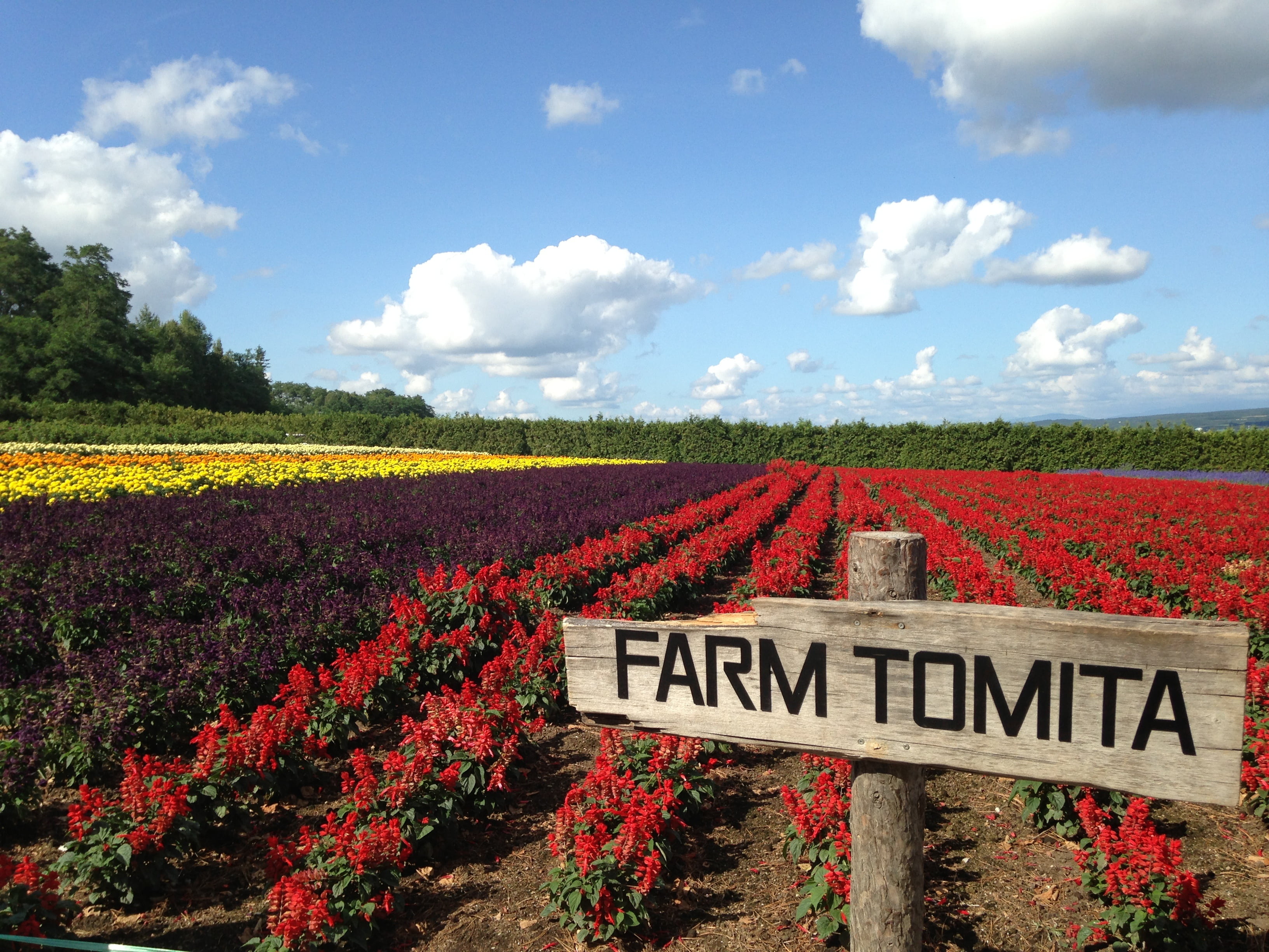 flowerbed, text, japan, sky, landscape, freshness, biei, growth, sign, day, cloud - sky, farm, plant, tommy ta, 2K, beauty in nature, land, field, no people, HD Wallpaper