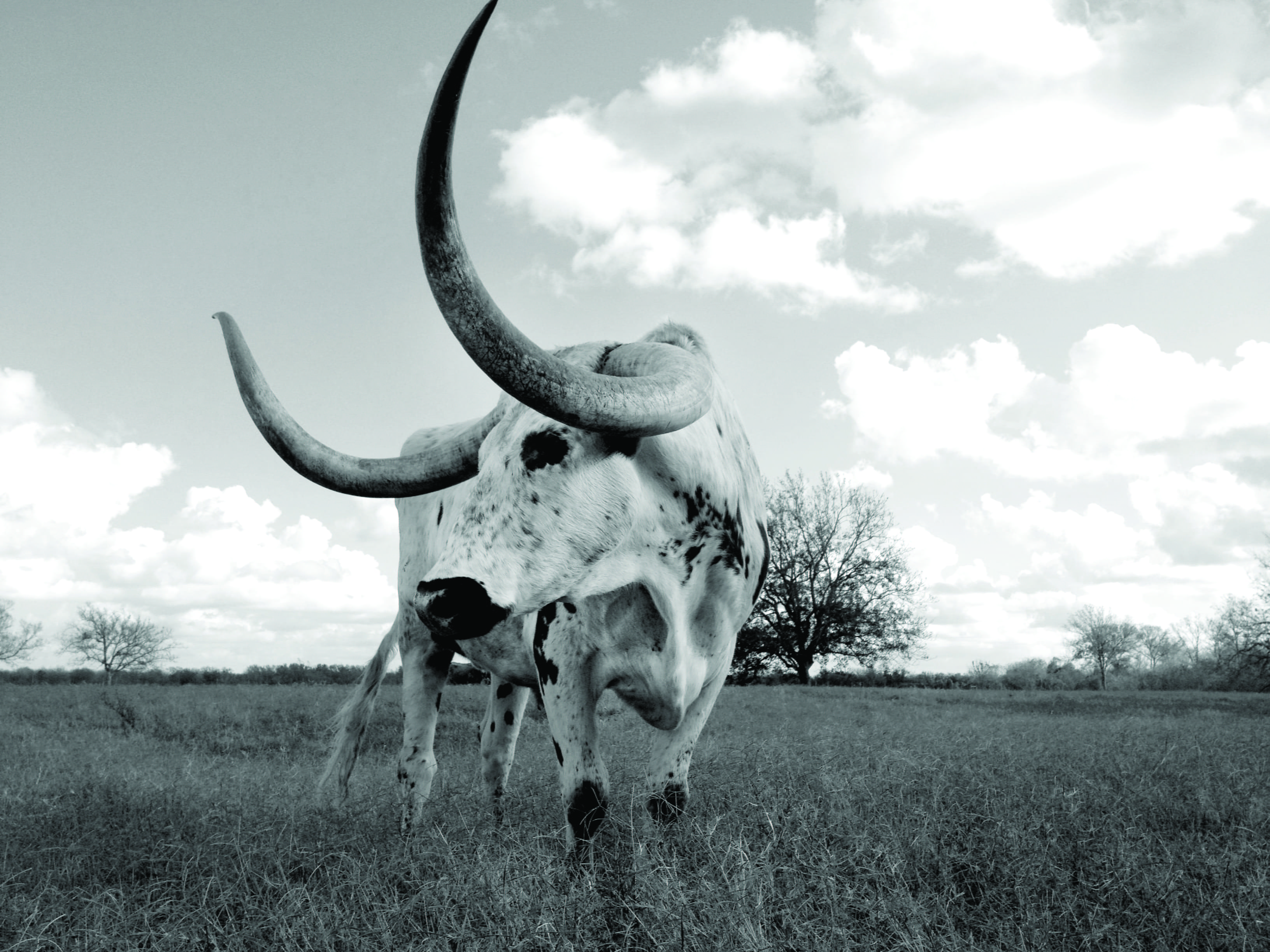 cattle, landscape, monochrome, no people, horned, nature, animal wildlife, animal, pets, sky, longhorn cow, one animal, land, livestock, domestic animals, HD Wallpaper