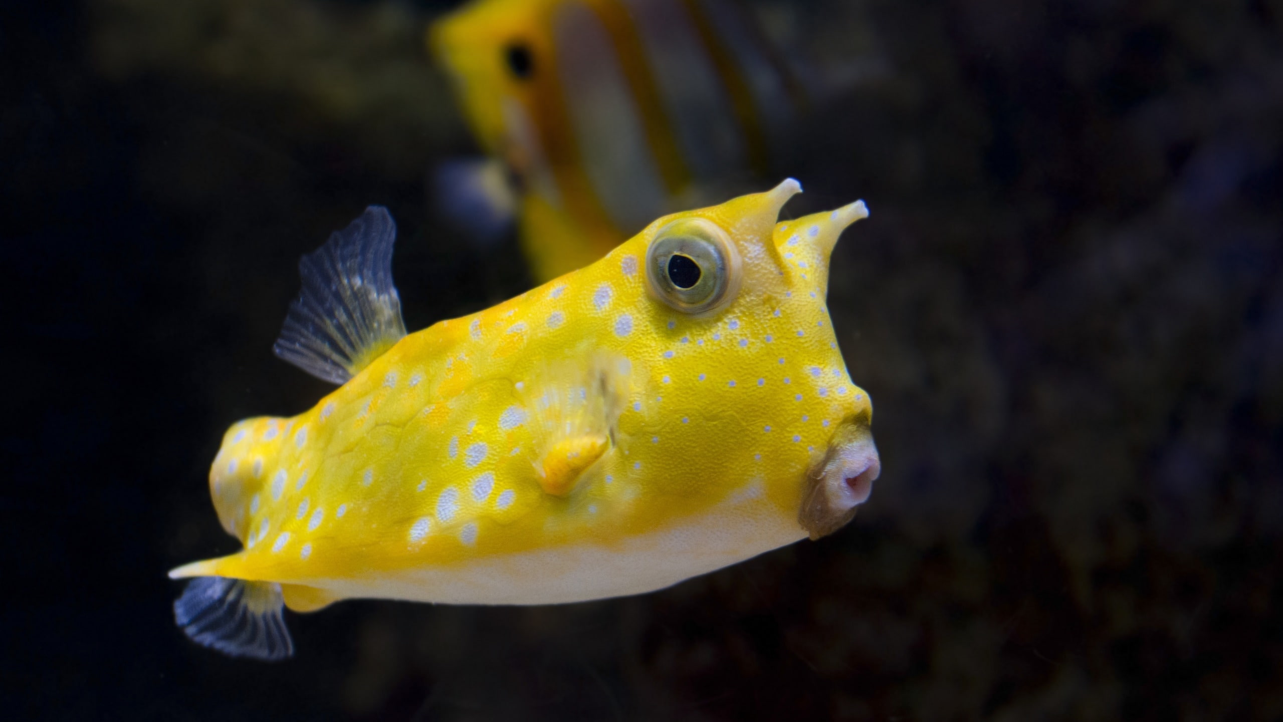 peste, 2K, animal themes, yellow, vertebrate, animal eye, vara, sea, animals in the wild, cowfish, tropical fish, Longhorn Cowfish, animal wildlife, undersea, HD Wallpaper
