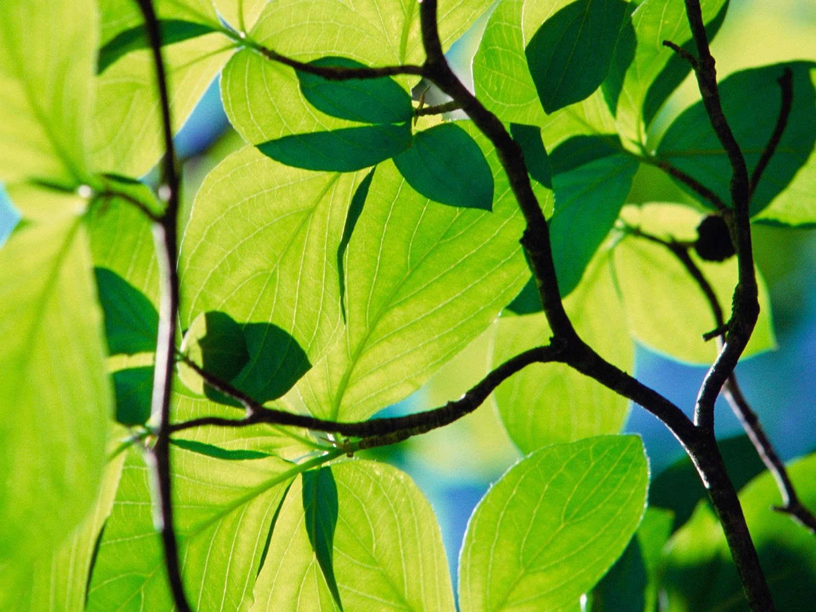 leaves, 720P, windows, longhorn, HD Wallpaper