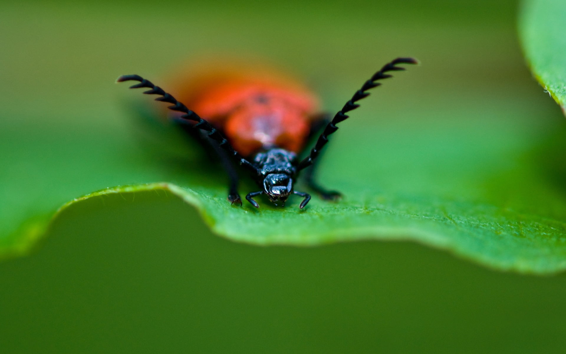 beauty In Nature, small, animal body part, grass, animal, red, nature, wildlife, growth, invertebrate, longhorn, crawl, close-up, macro, beetle, summer, HD Wallpaper