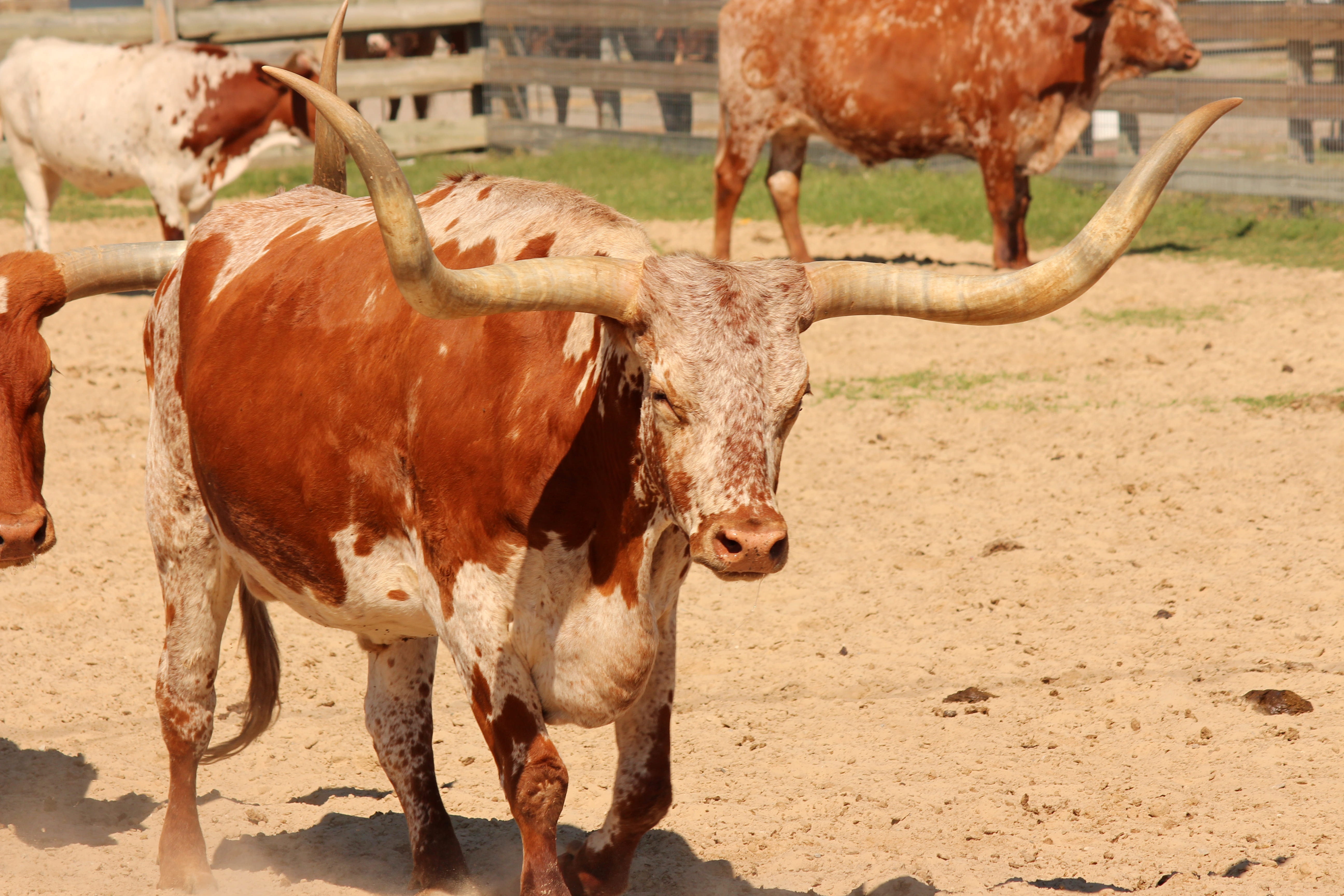 herbivorous, animal, mammal, bovine, domestic, livestock, longhorn, field, steer, standing, land, horn, farm, nature, animal themes, no people, 5K, cattle, HD Wallpaper