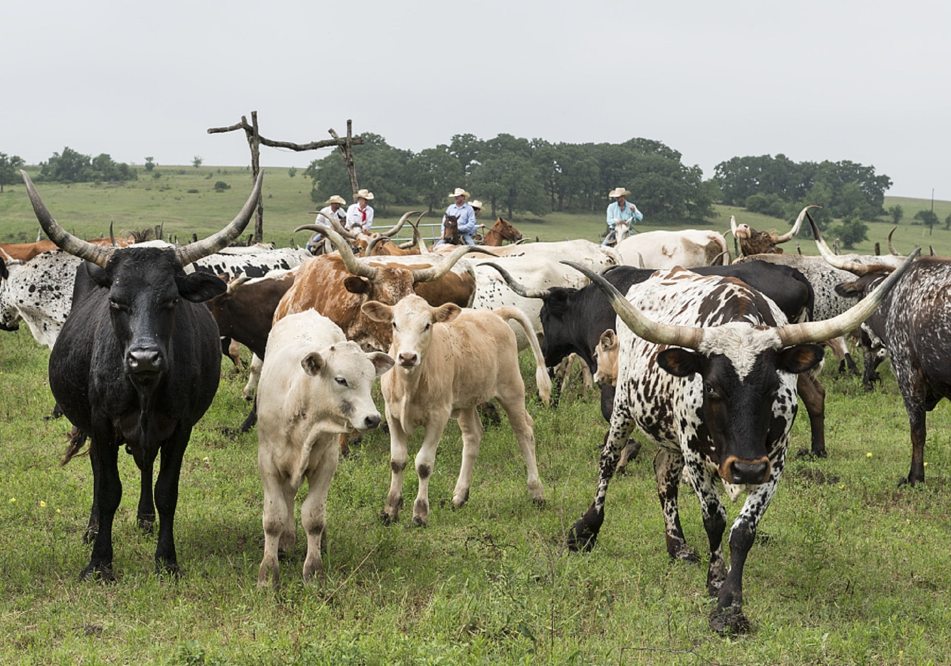 cattle, rural scene, herd, usa, graze, field, livestock, 1080P, animal themes, domestic, drive, agriculture, pasture, mammal, herbivorous, animal wildlife, HD Wallpaper