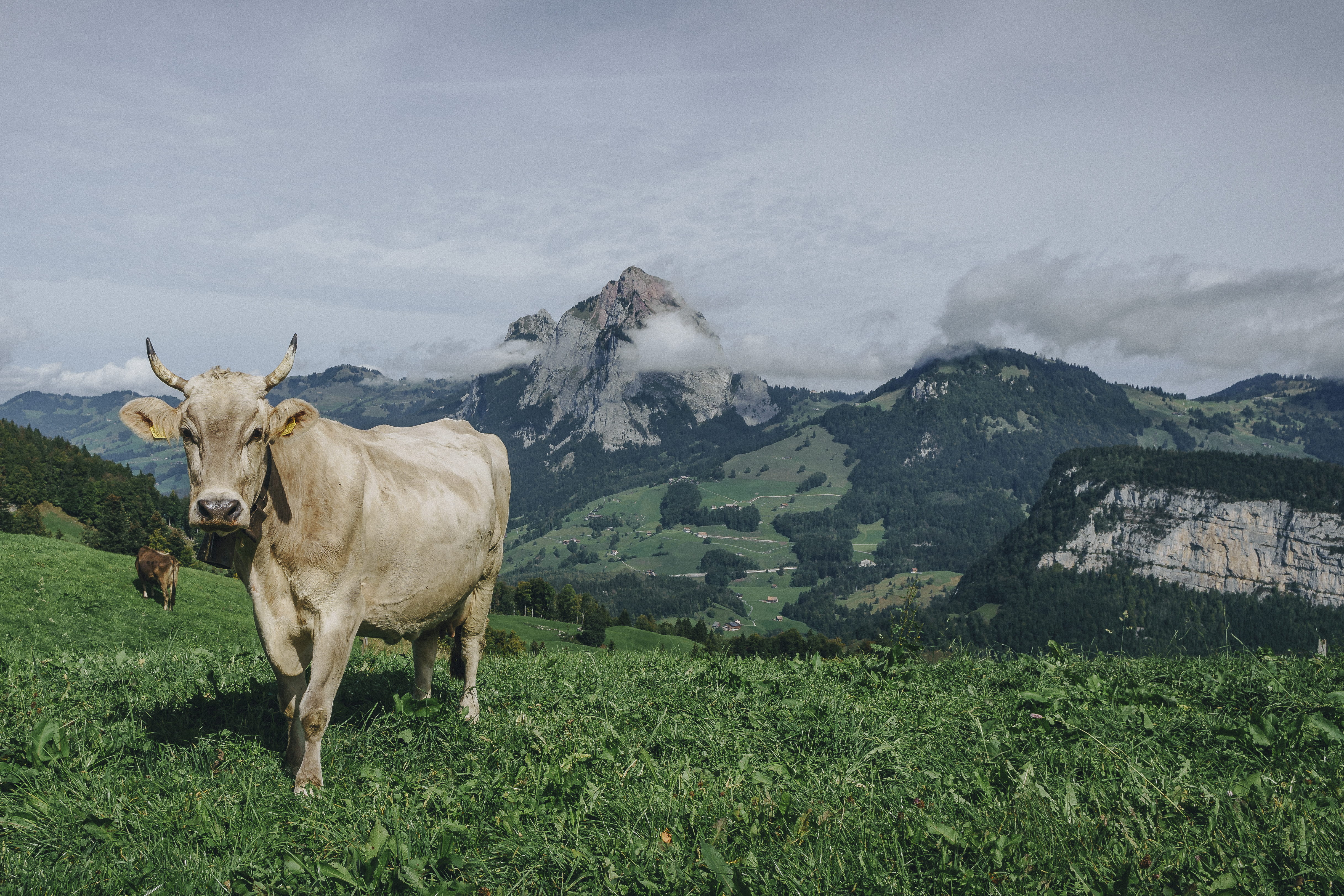 4K, landscape, one animal, mountain, livestock, stoos, outdoors, pets, animal themes, bull, dairy cow, domestic animals, grass, day, field, cloud - sky, HD Wallpaper