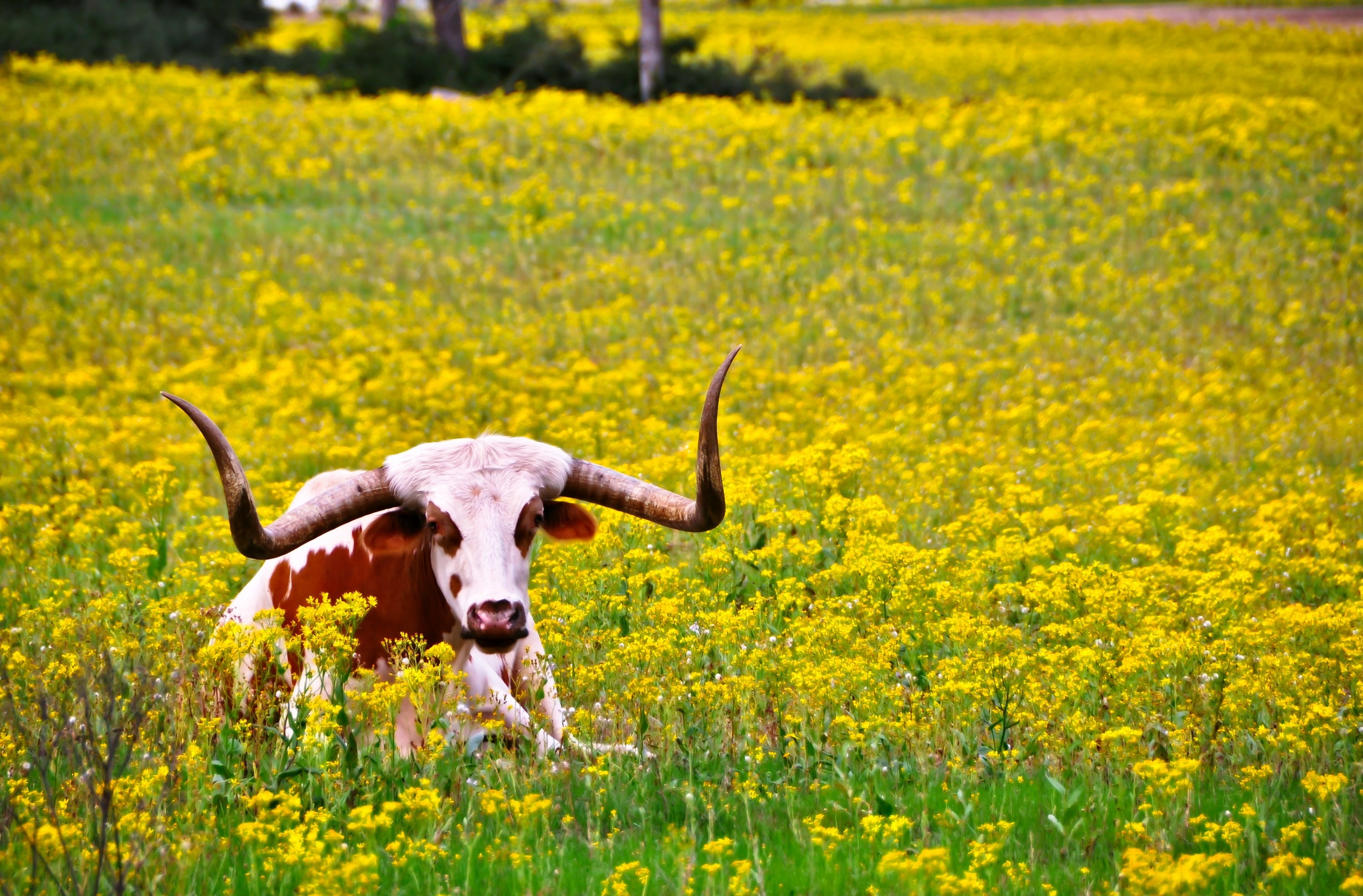 lazy, flower, agriculture, Landscape, portrait, mammal, Animals, nature, one animal, day, unitedstates, Pasture, Houston, rural scene, animal, land, Bloom, HD Wallpaper