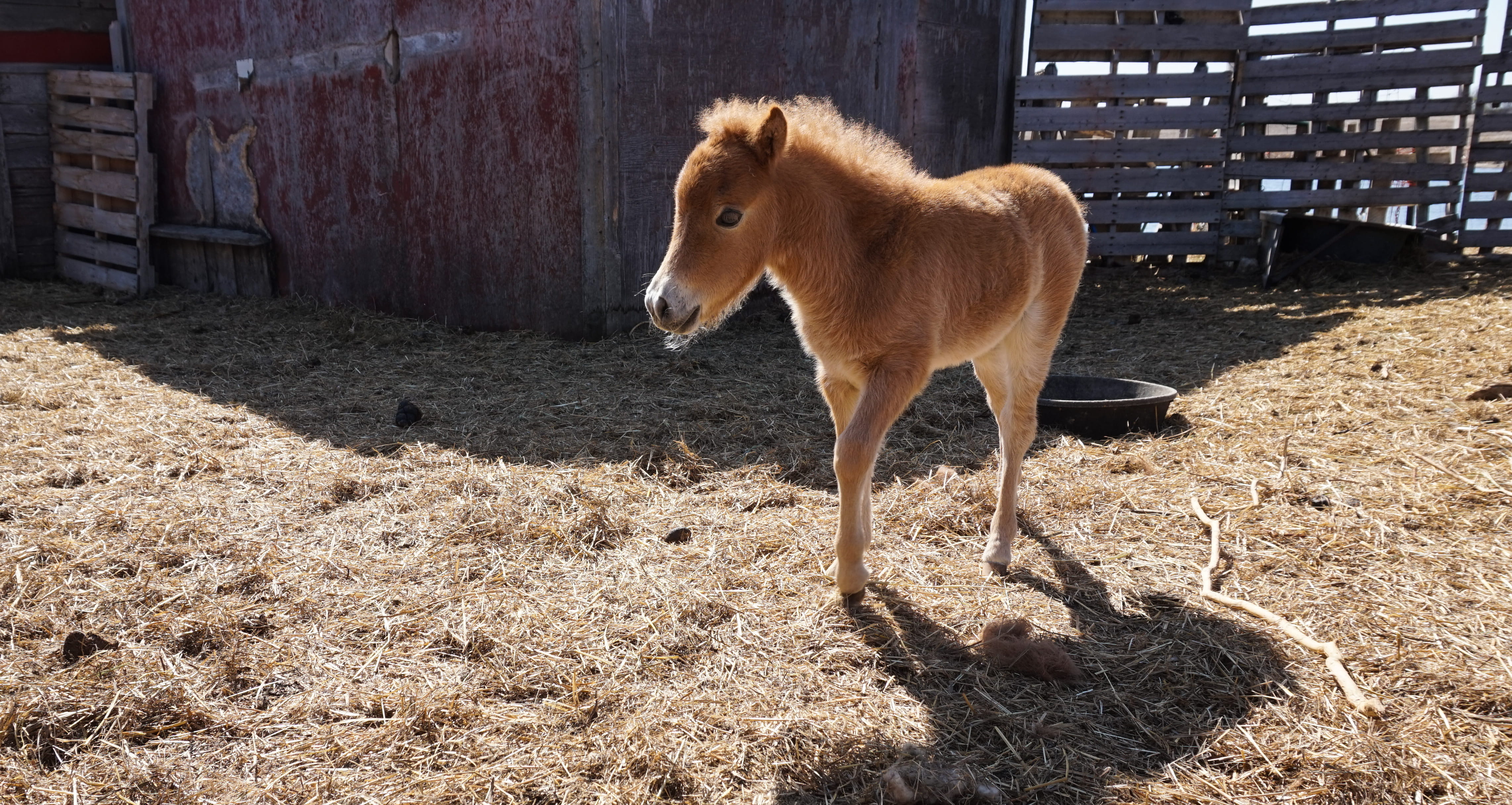 land, livestock, youth, farming, one animal, brown, mammal, saskatchewan, animal, miniature, pets, canada, mini, shadow, domestic, straw, domestic animals, HD Wallpaper