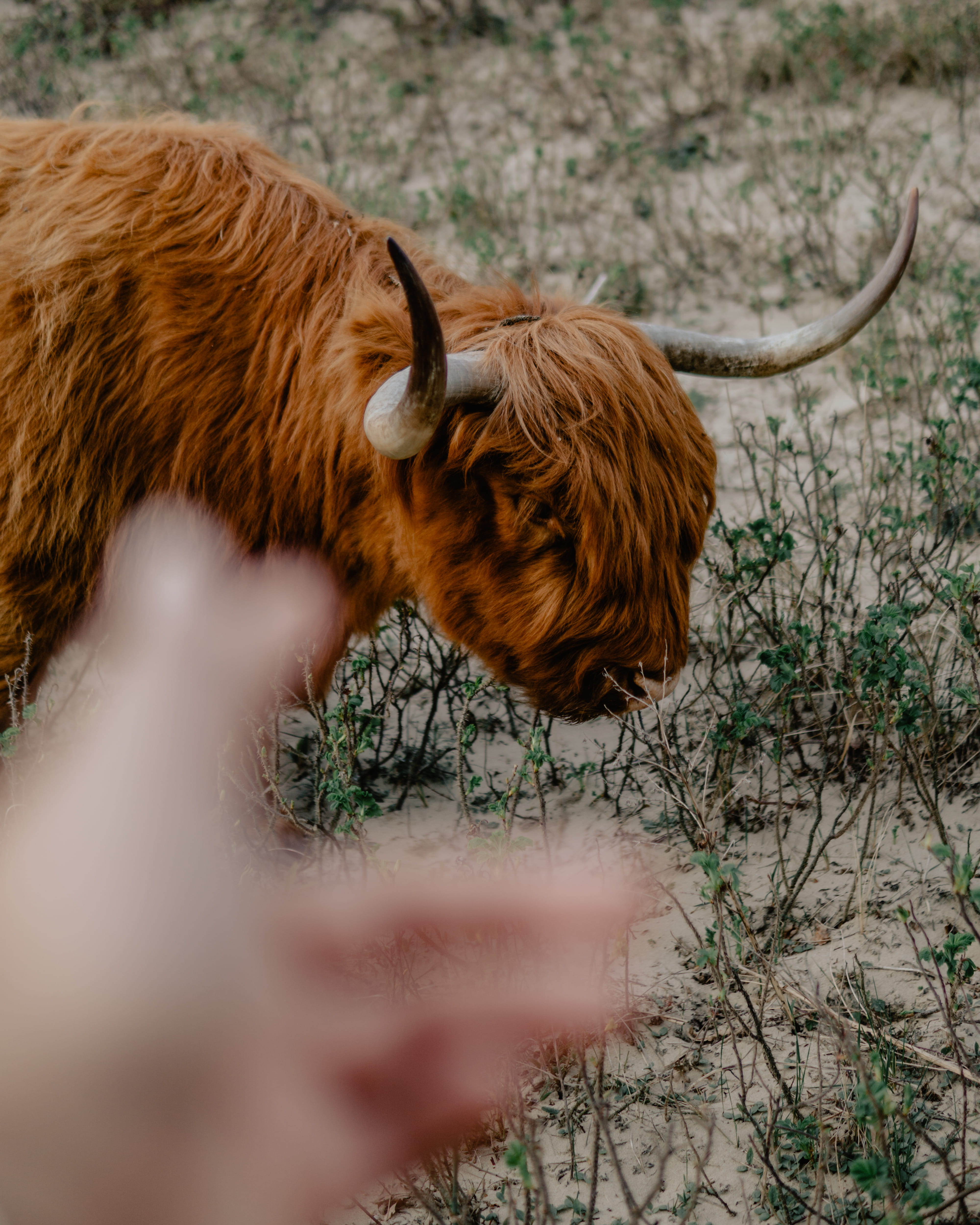 animal themes, human, vertebrate, mammal, canine, lion, field, deer, bison, highland cattle, yak, one animal, herbivorous, animal hair, longhorn, person, Phone HD Wallpaper
