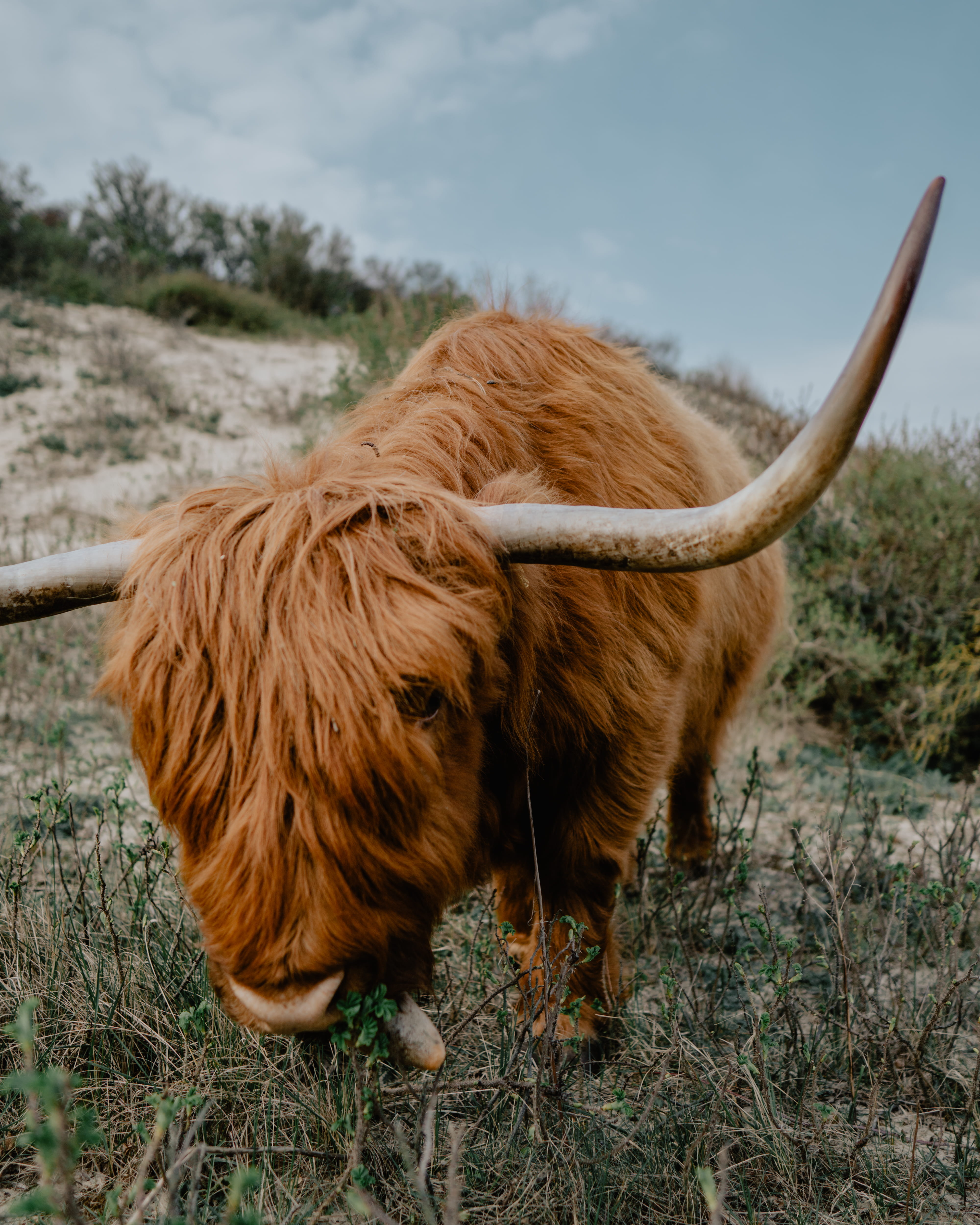 ground, pets, animal, domestic animals, scottish, animal hair, highland, no people, ox, one animal, the hague, zebra, zoo, domestic, herbivorous, 4K, bison, Phone HD Wallpaper