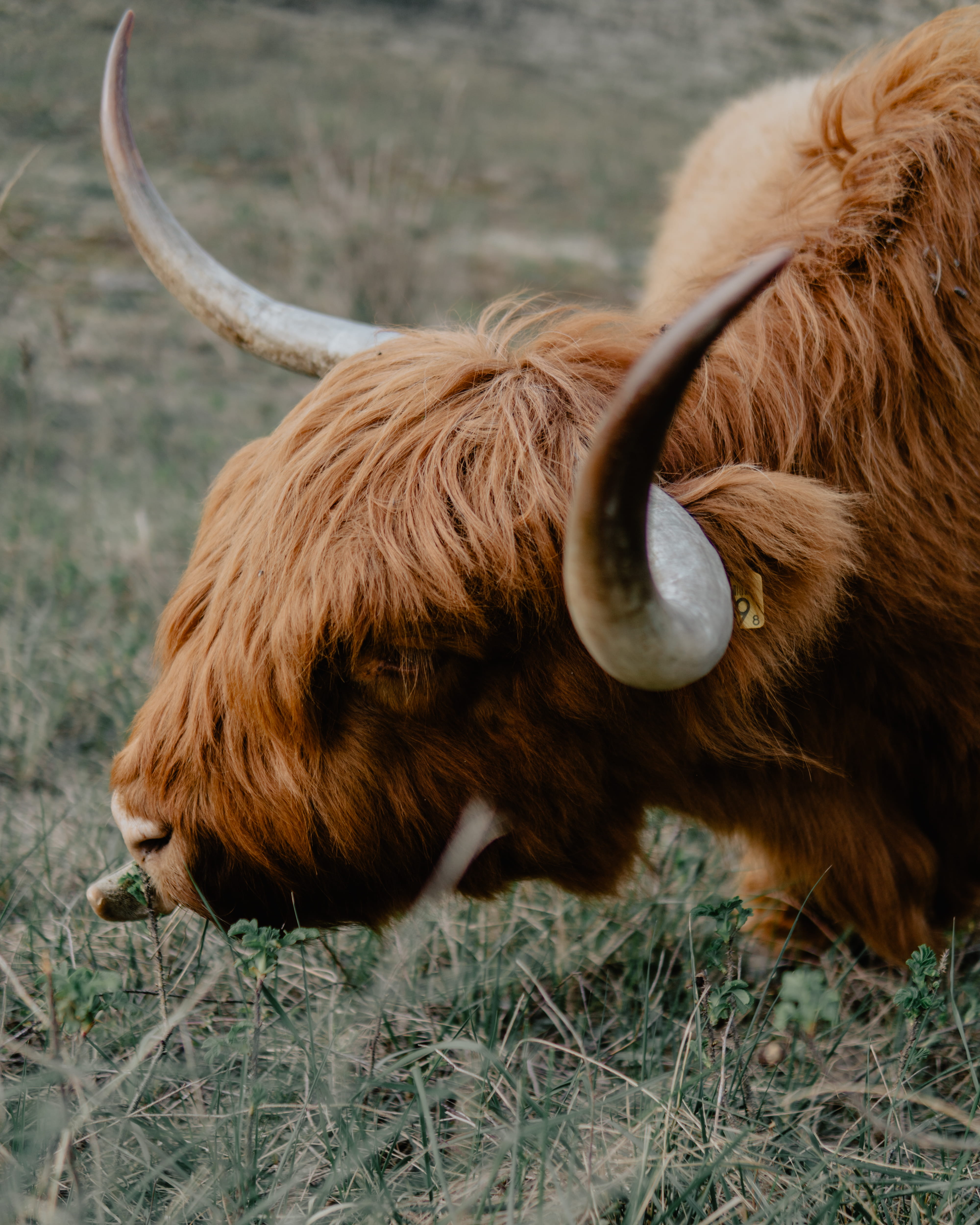 ranch, domestic cattle, domestic, livestock, field, hair, day, calf, no people, longhorn, rodeo, 4K, highland cattle, animal hair, horned, cow, animal head, Phone HD Wallpaper