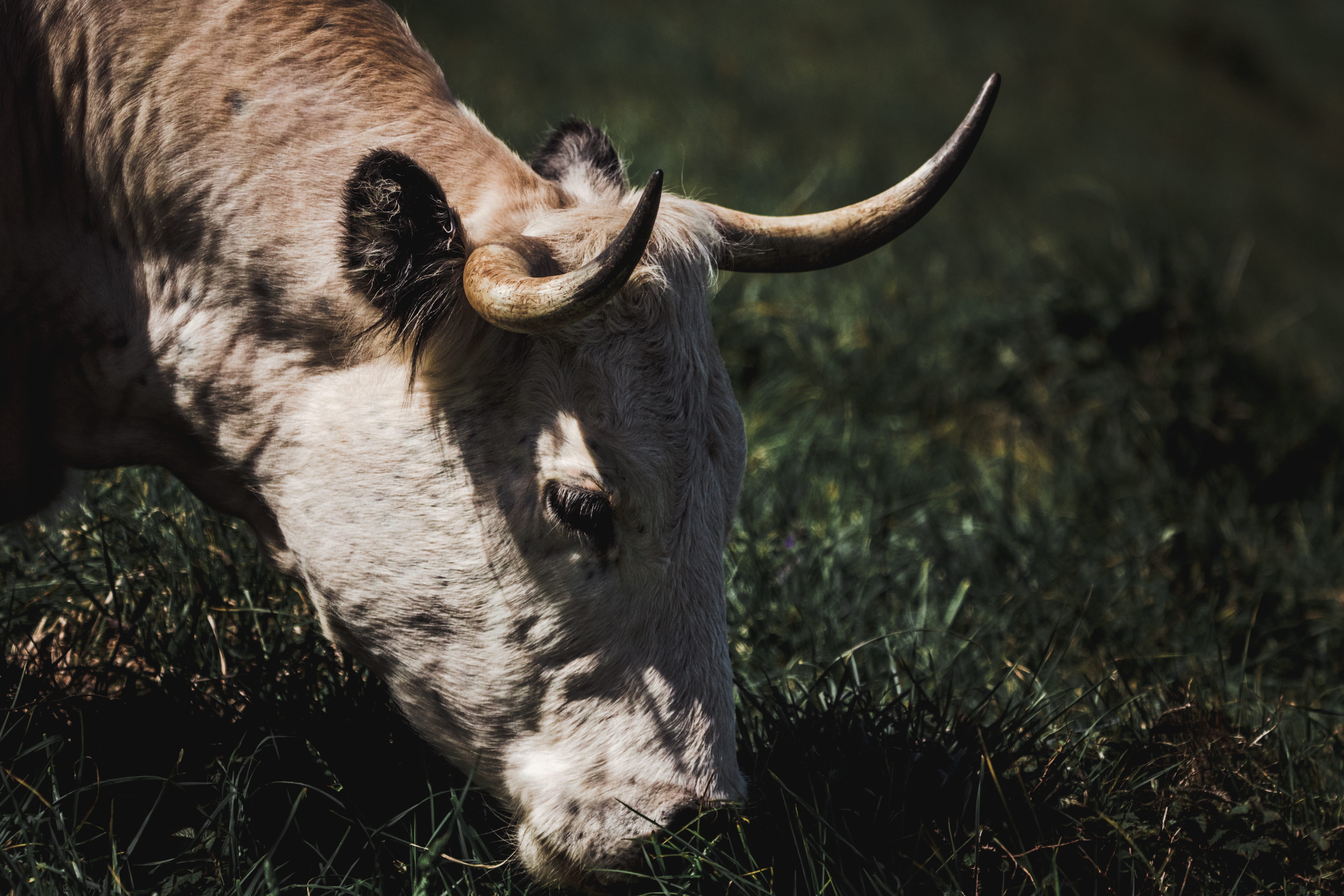 cattle, mammal, domestic animals, animal themes, eating, white, bison, horn, rodeo, moose, vertebrate, rodent, horned, animal wildlife, ox, field, no people, HD Wallpaper