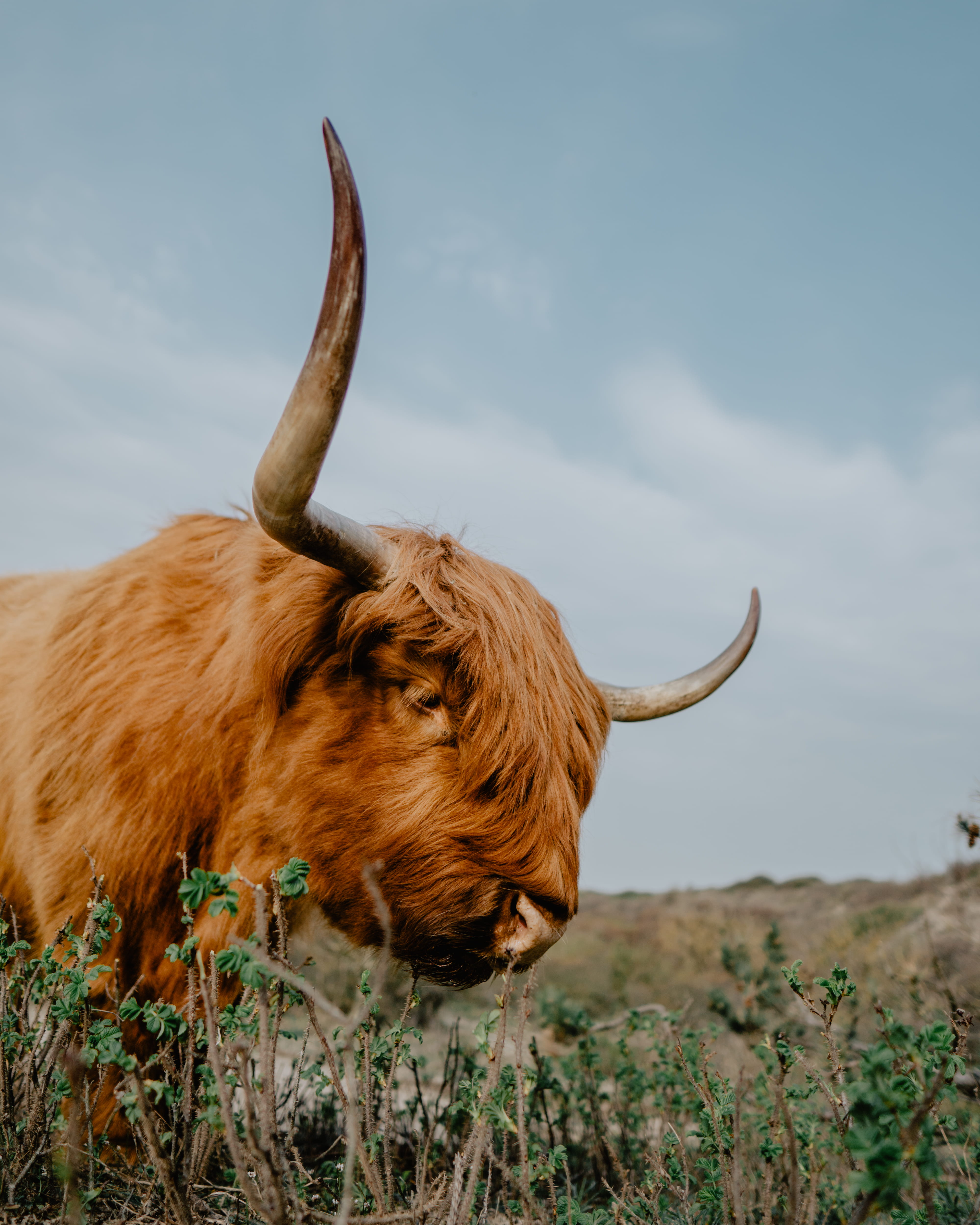 domestic animals, no people, animal, longhorn, vertebrate, wildlife, bison, bull, livestock, ground, lion, the hague, final fantasy, horned, herbivorous, Phone HD Wallpaper