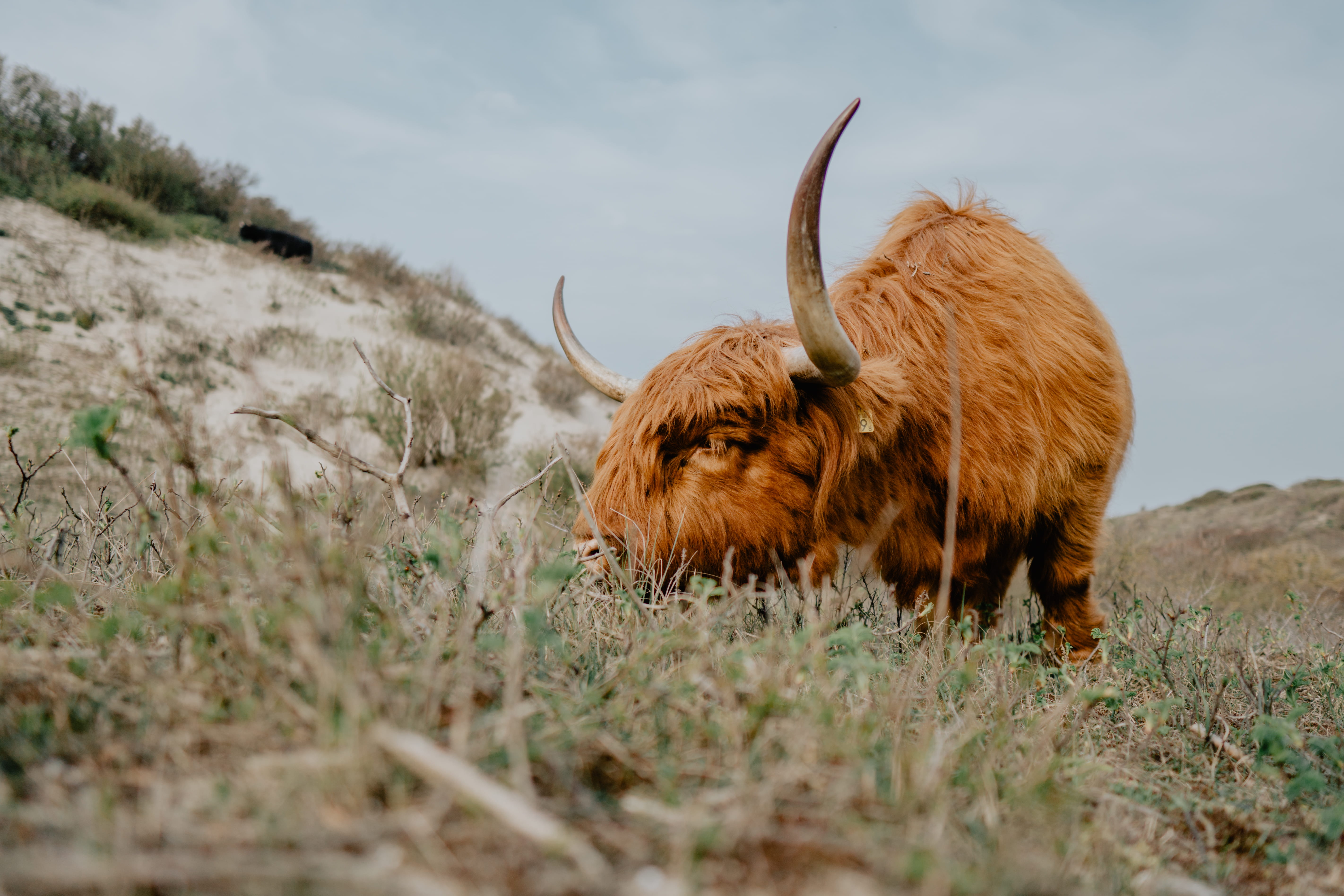 highland cattle, wildlife, no people, buffalo, yak, nature, the hague, animal themes, vertebrate, antelope, pets, canine, domestic cattle, grass, animal wildlife, HD Wallpaper