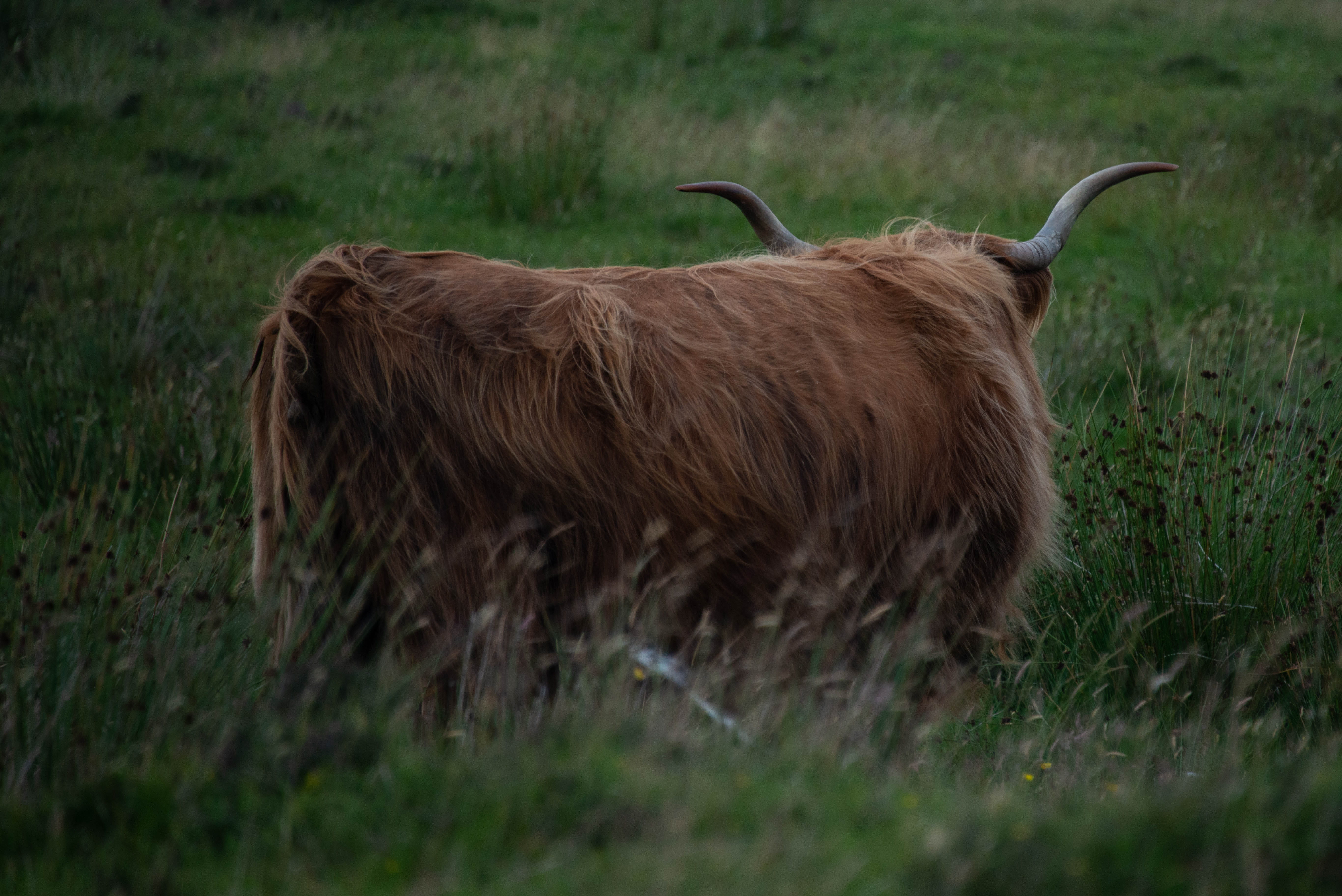 mammal, horned, grass, rodent, leash, calf, back, animal themes, domestic animals, ox, nature, one animal, goat, longhorn, bull, cockatoo, domestic, livestock, HD Wallpaper