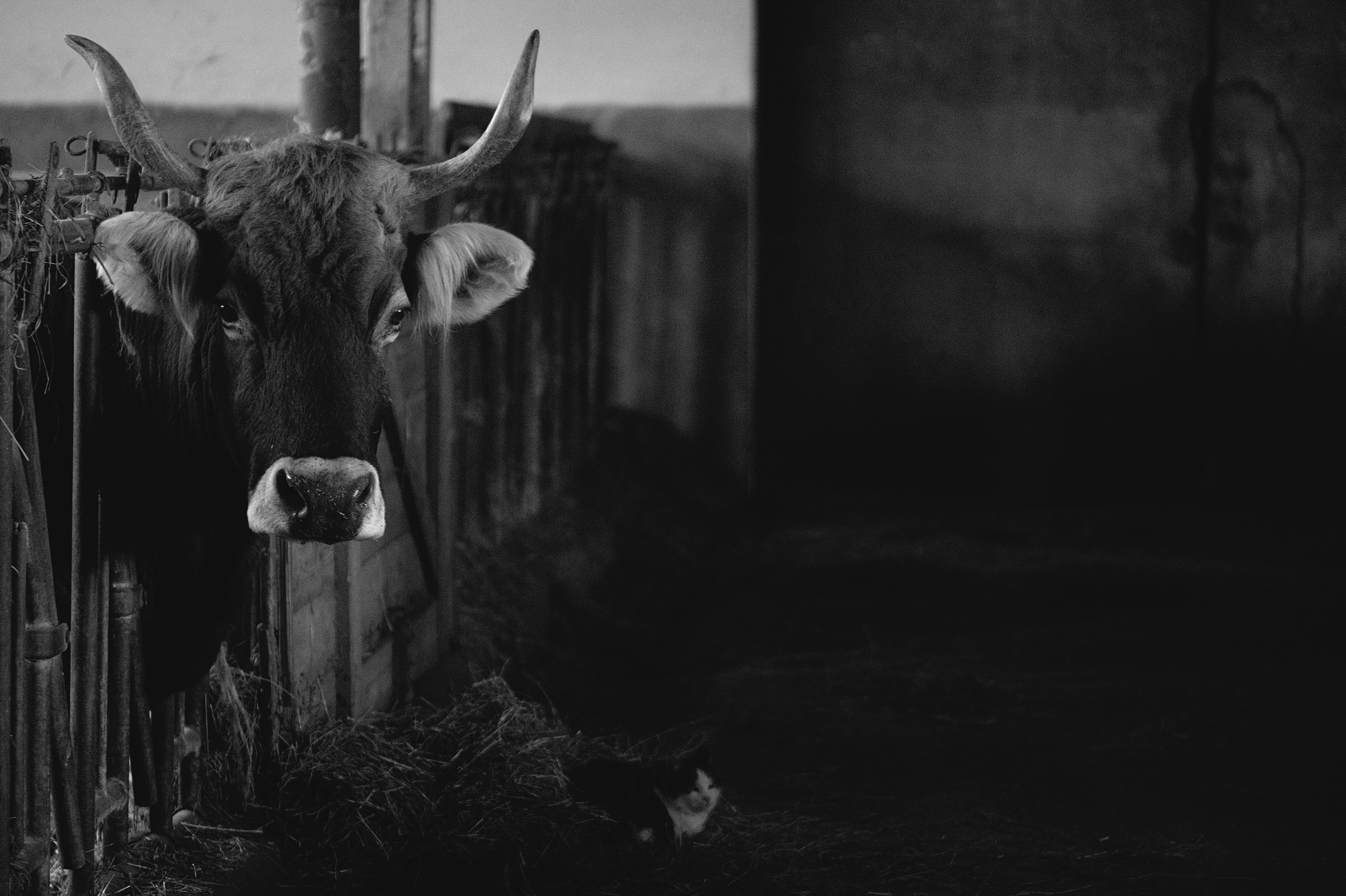 longhorn, grayscale, dairy cow, animal wildlife, machine, contrast, horned, angus, barn, looking at camera, mammal, shed, calf, day, animal head, pets, HD Wallpaper