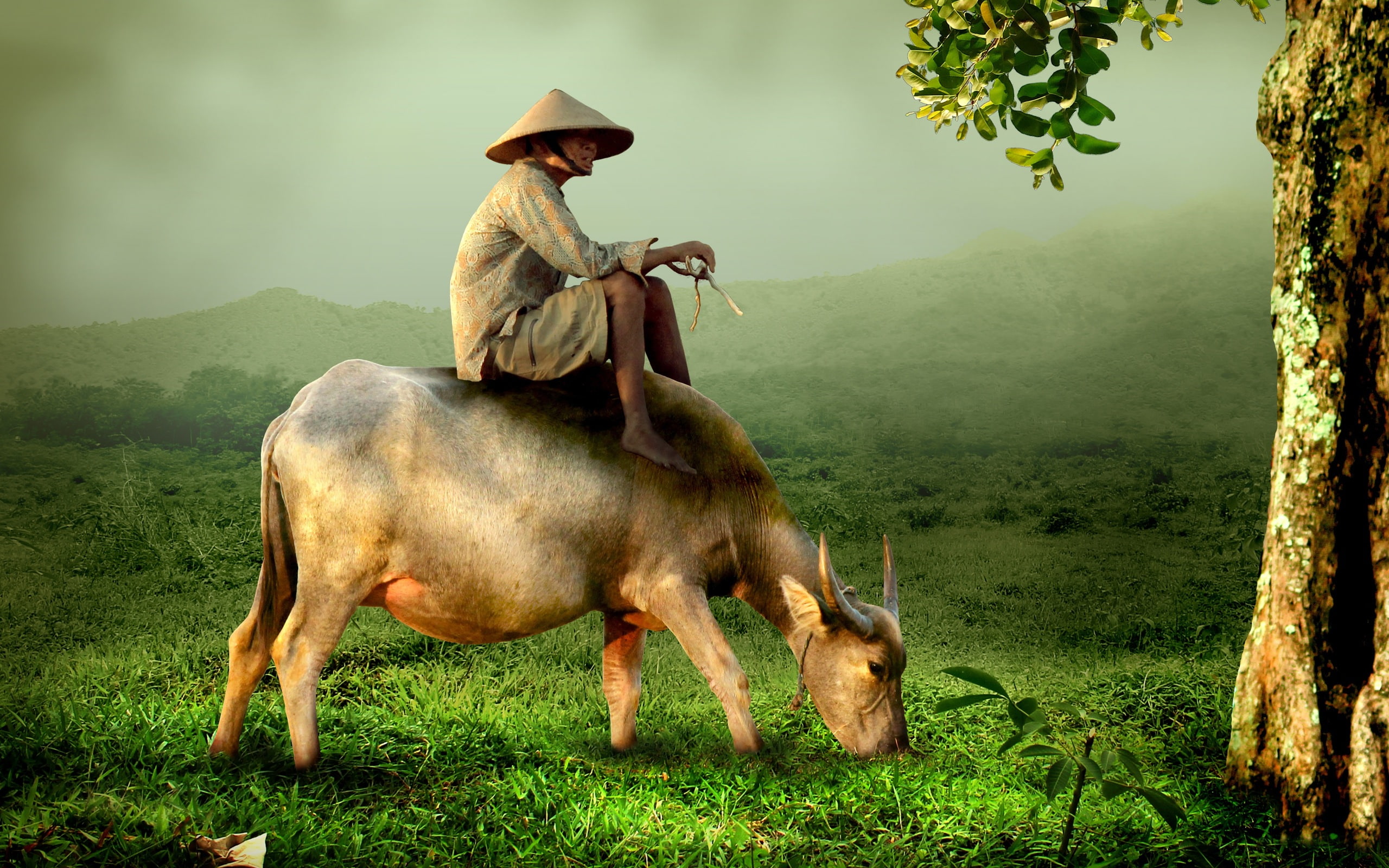 buffalo, old, art, asian, meadow, nature, shepherd, 2K, grass, green, person, HD Wallpaper