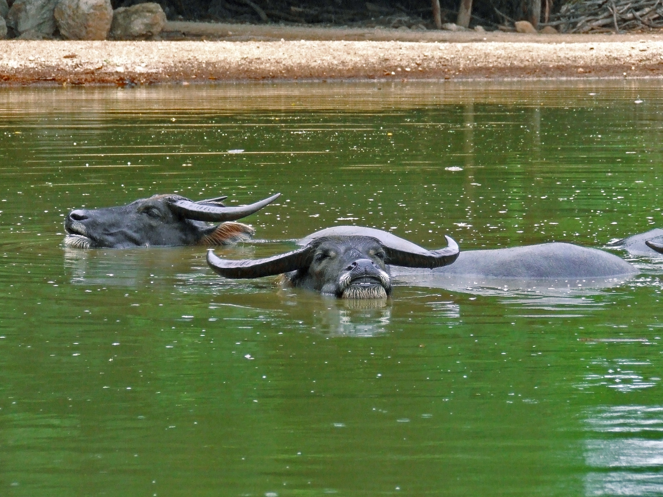 animal, lake, livestock, animal wildlife, nature, southeast asia, asiatic, domestic animals, endangered, water, no people, 2K, water buffalo, waterfront, HD Wallpaper