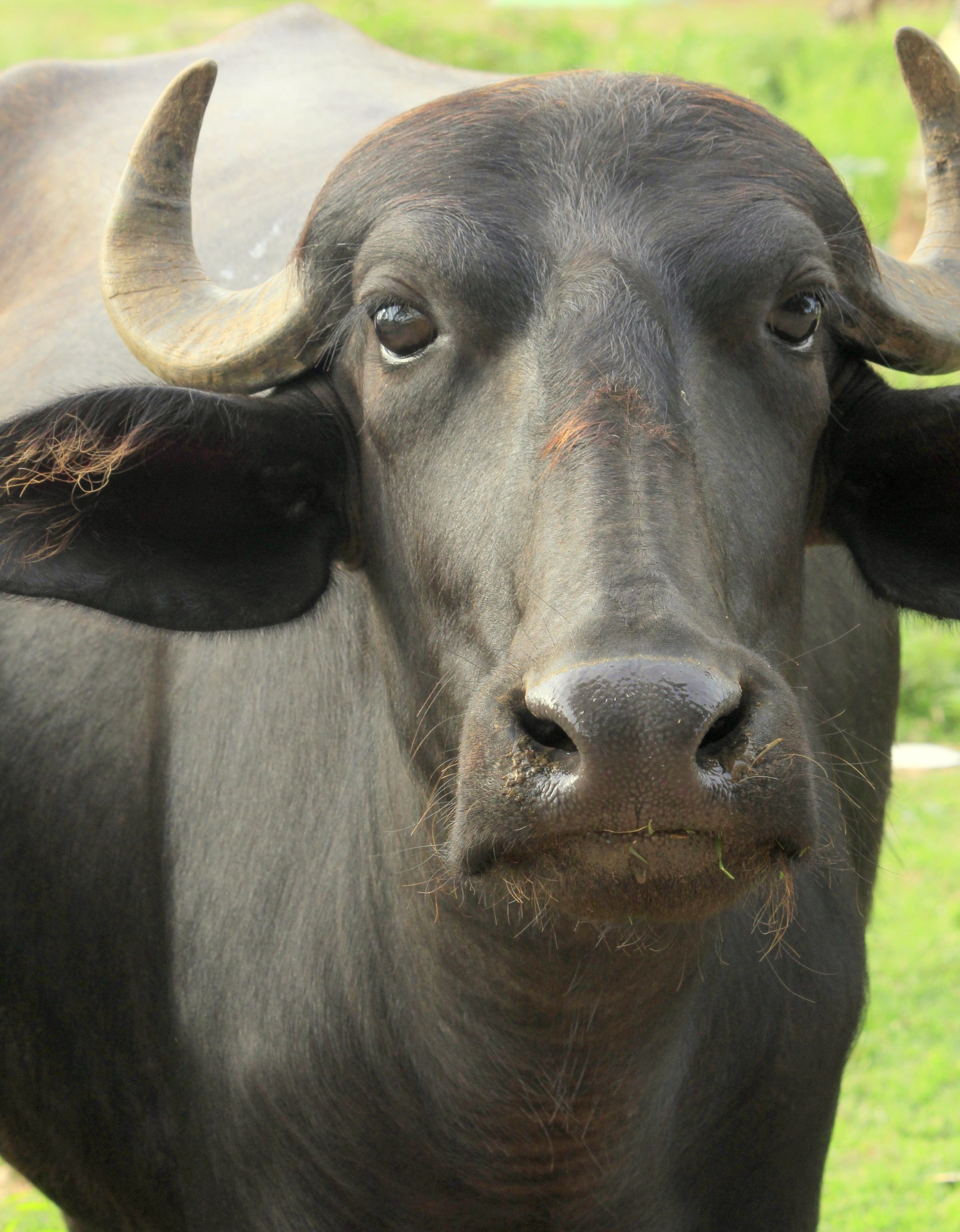 agriculture, black, grazing, close-up, asian, outdoor, no people, mammal, domestic cattle, grass, animal, horn, nature, buffalo, pets, cattle, 4K, herbivorous, Phone HD Wallpaper