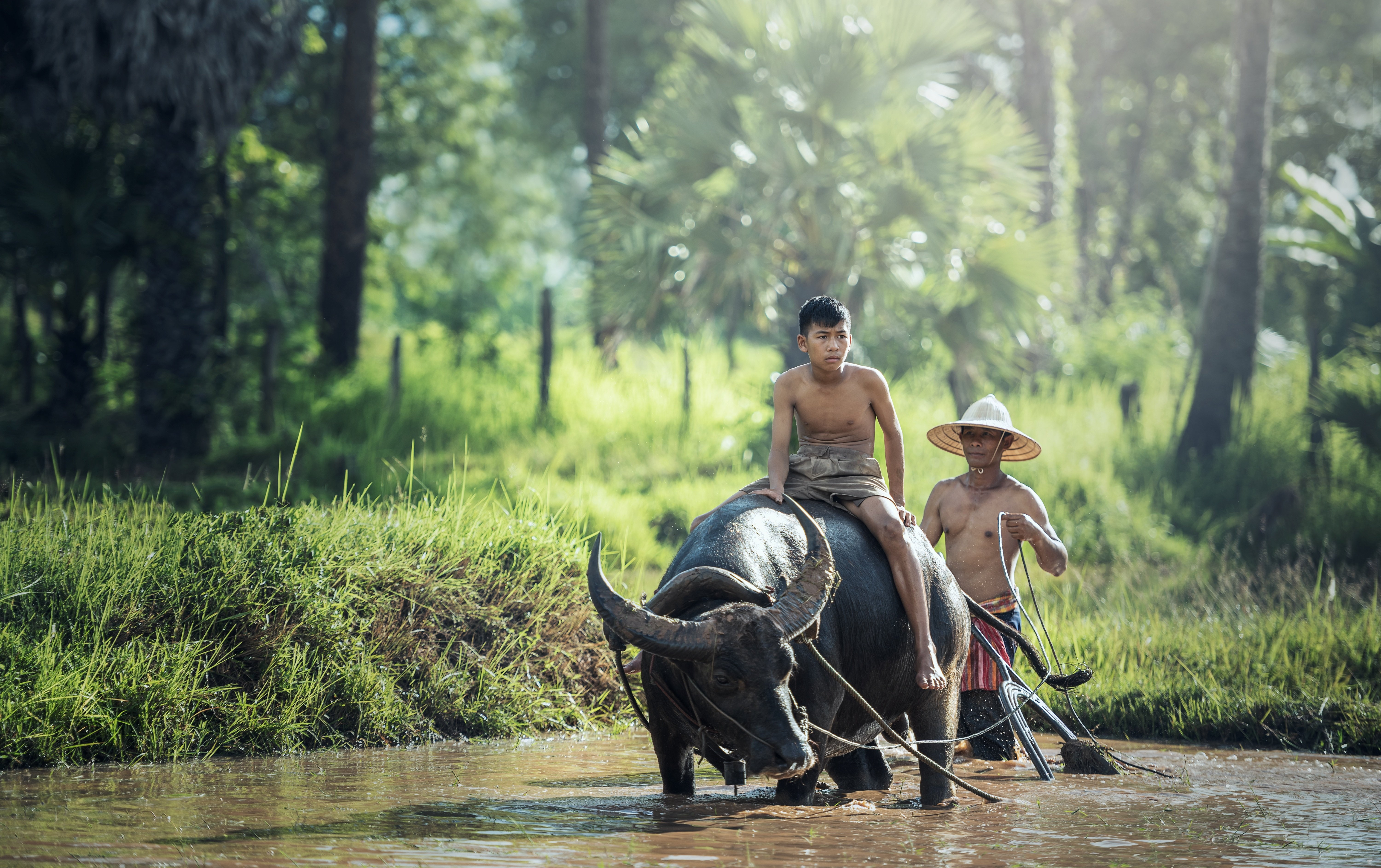 cambodia, 5K, asia, kids, asian, agriculture, buffalo, china, HD Wallpaper