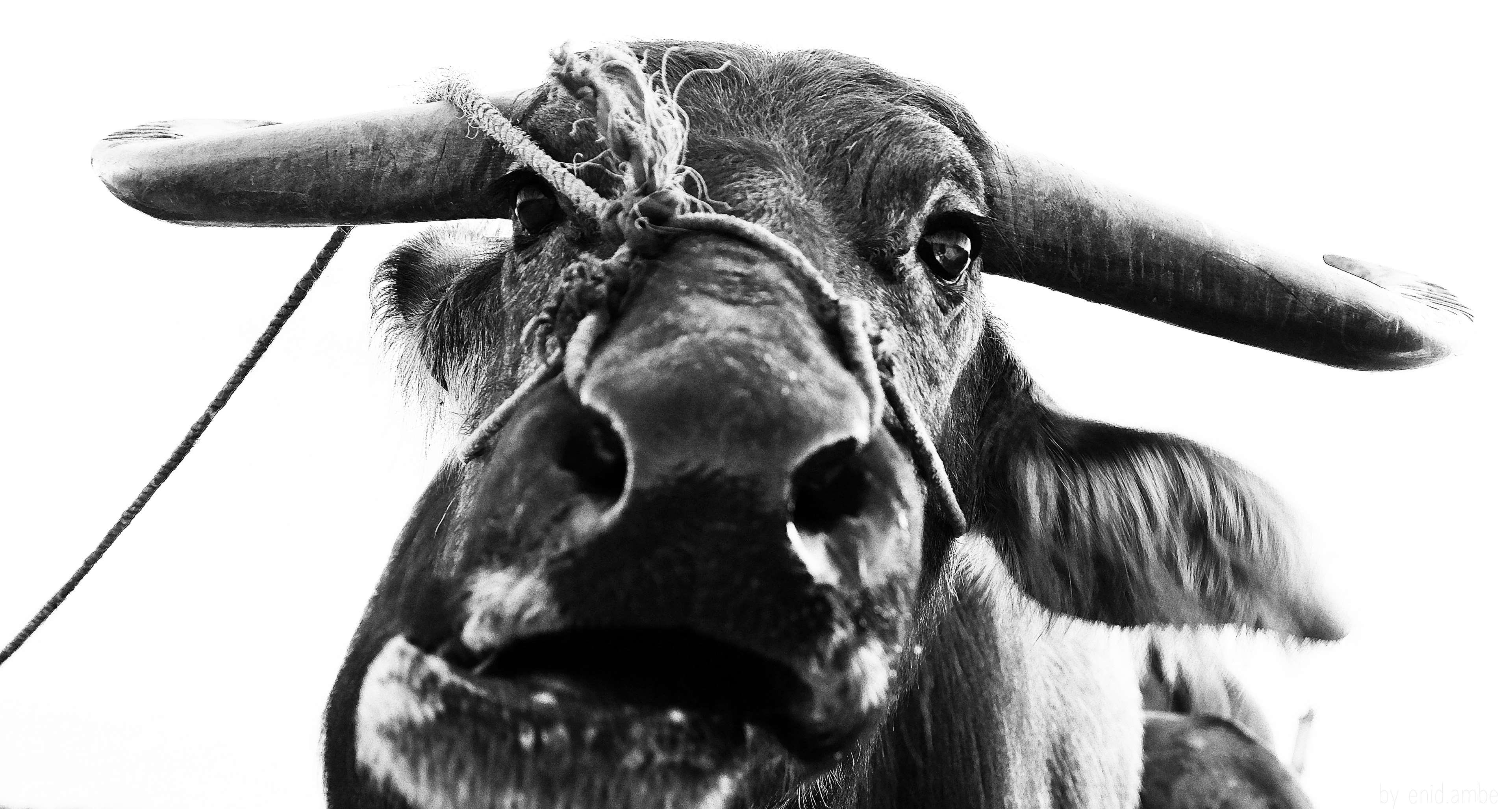 slavery, abuse, animal wildlife, looking at camera, nose, look, domestic animals, buffalo, sadness, day, herbivorous, animal mouth, animal body part, farm, HD Wallpaper