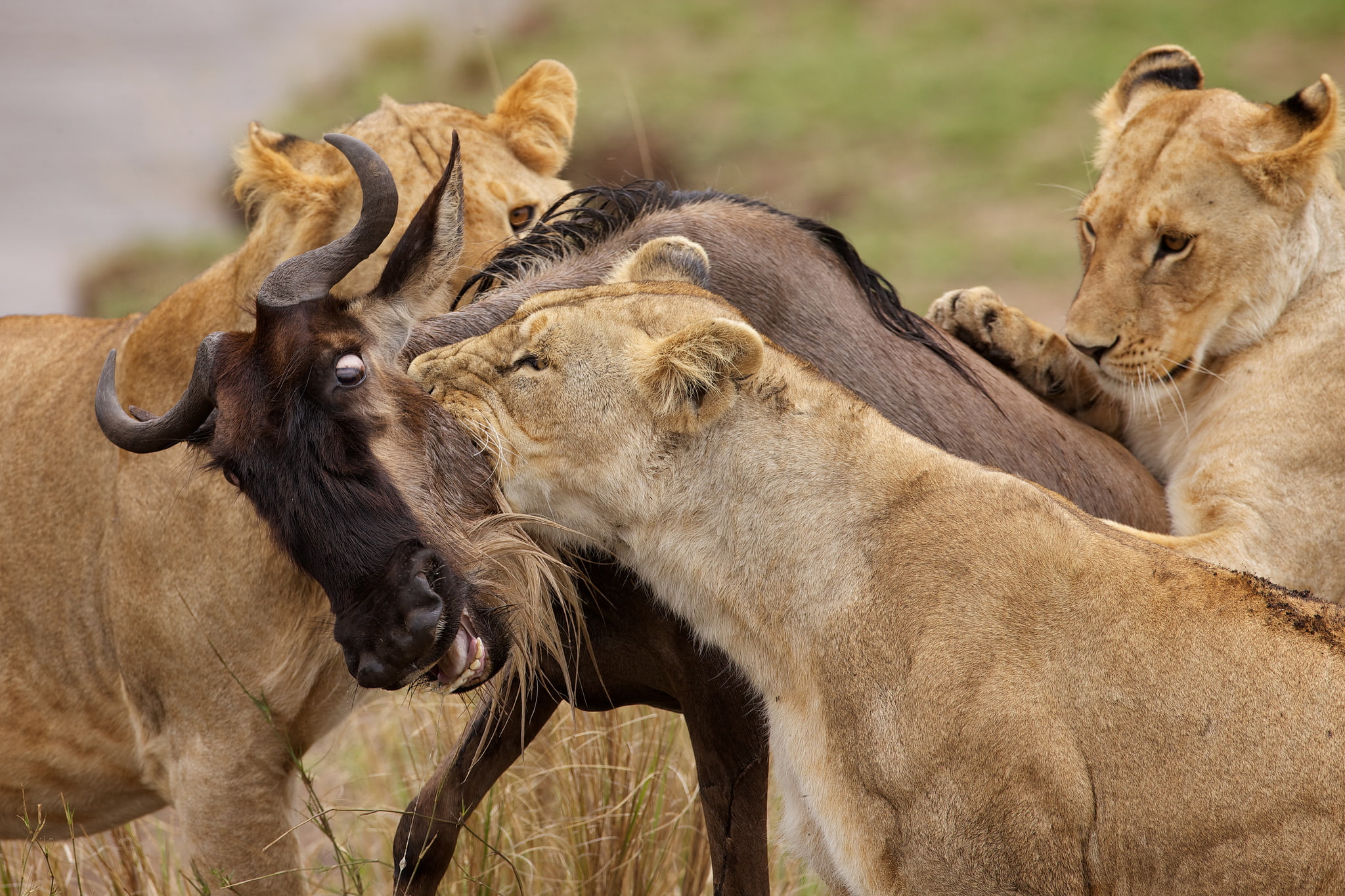 hunting, water, antelope, tiger, 1080P, buffalo, mining, lions, HD Wallpaper