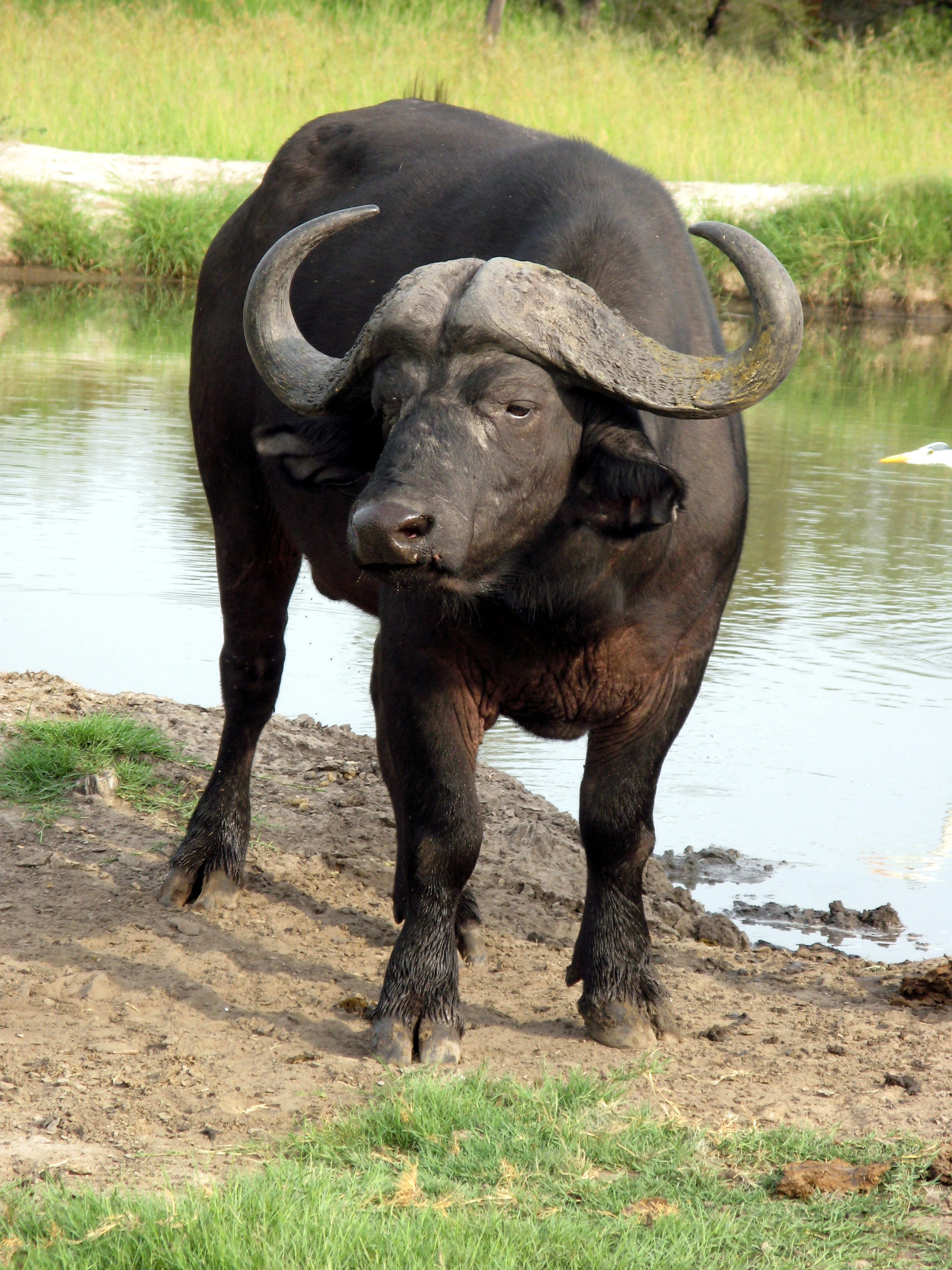 grass, bison, black, animal, outdoors, water buffalo, day, domestic animals, cattle, body, water, 2K, livestock, no people, domestic, nature, animal wildlife, Phone HD Wallpaper