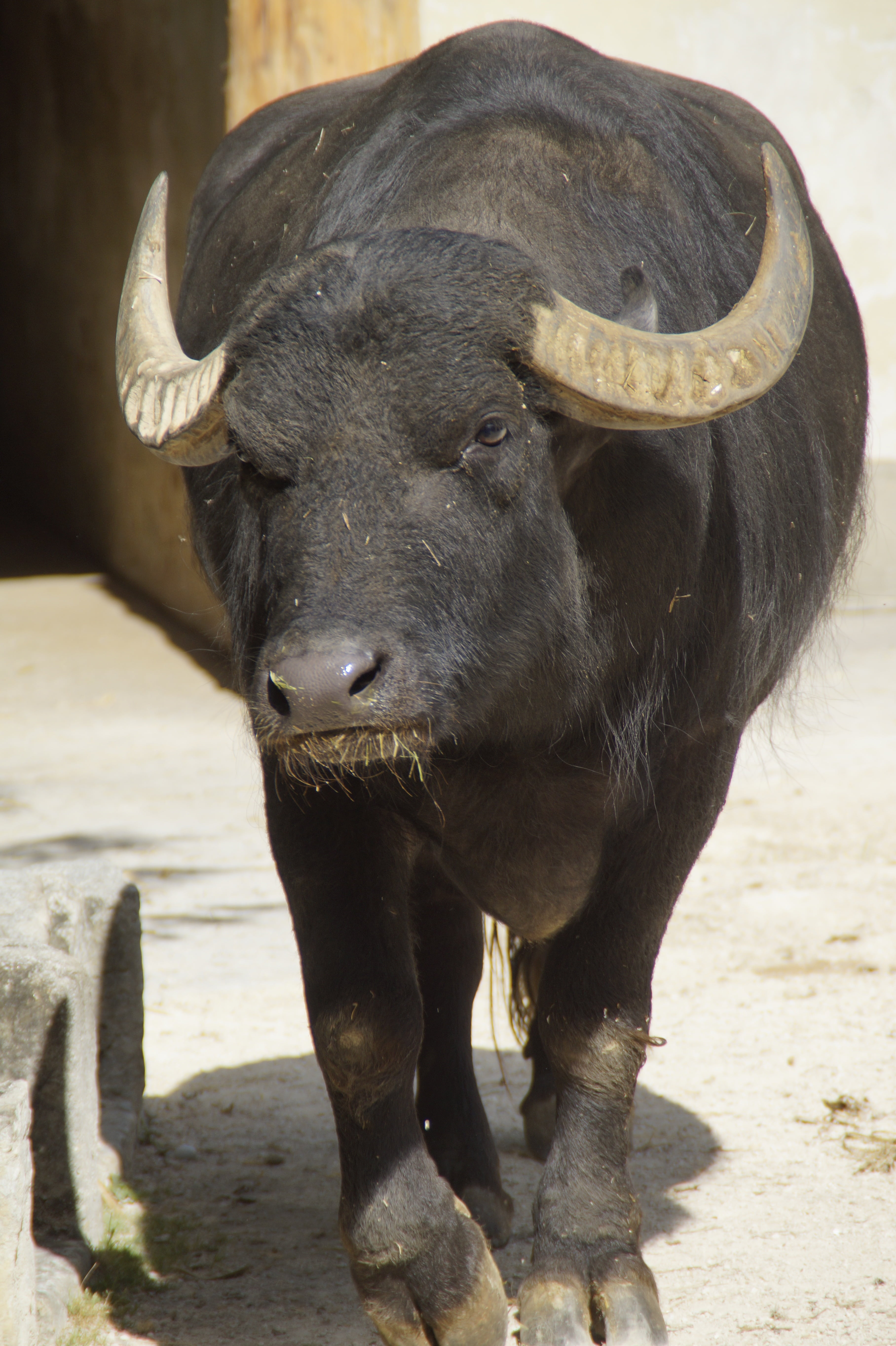 horns, zoo, animal, animal wildlife, field, domestic, vertebrate, no people, herbivorous, africa, water buffalo, domestic animals, animal themes, cattle, Phone HD Wallpaper