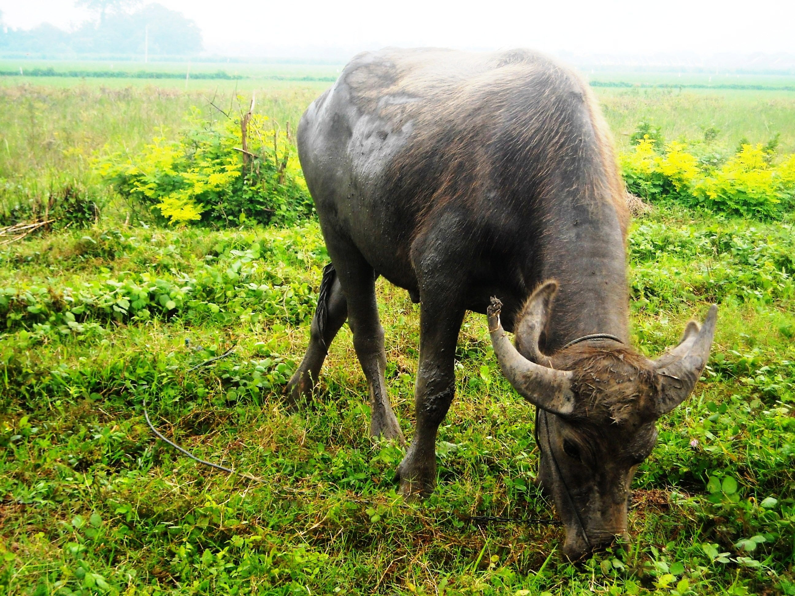 water Buffalo, day, vertebrate, outdoors, field, eating, no people, green color, domestic animals, animals in the wild, animal wildlife, land, domestic, HD Wallpaper