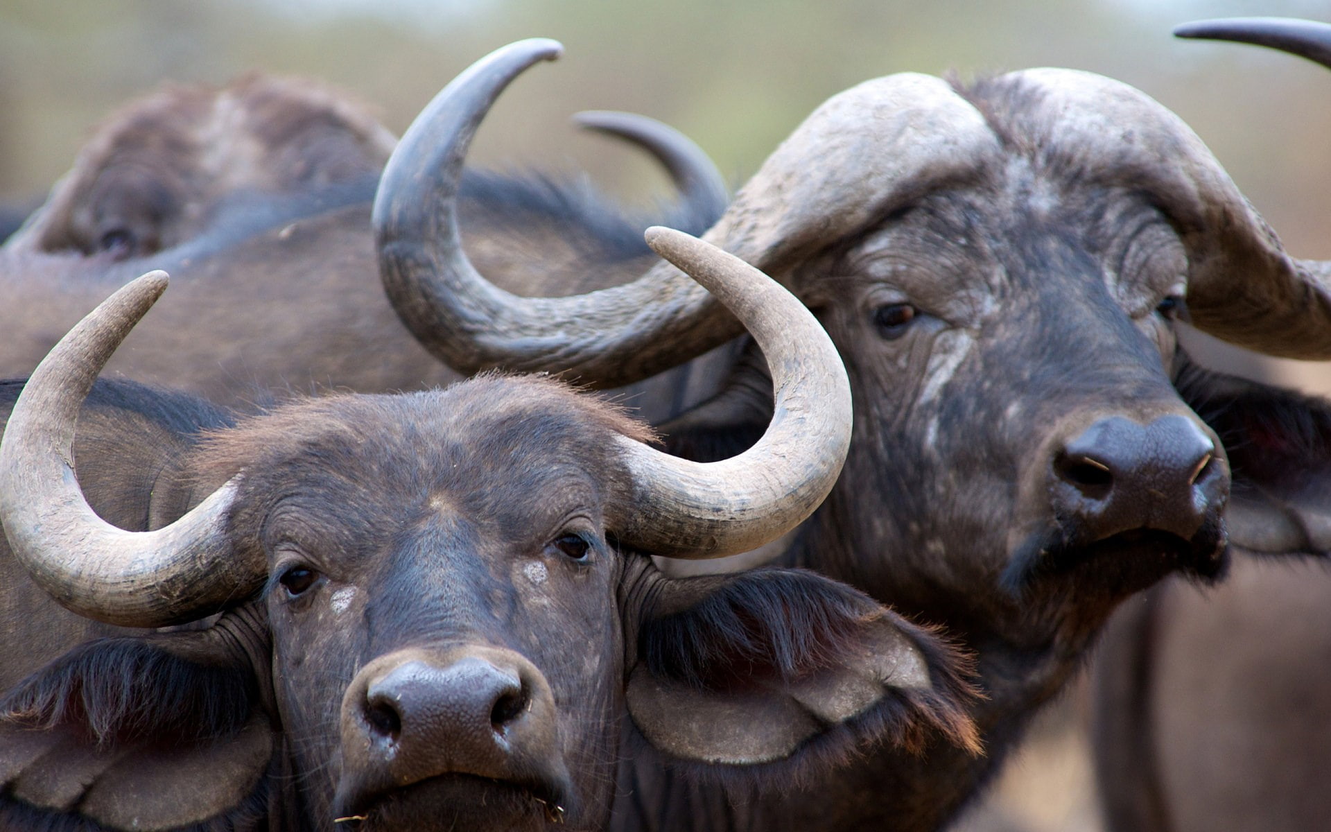 animals in the wild, aggression, herbivorous, animal wildlife, day, nature, looking at camera, people, outdoors, water buffalo, domestic animals, livestock, HD Wallpaper