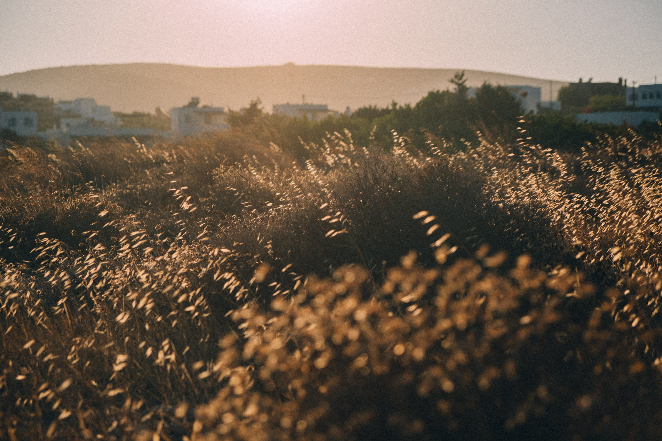 environment, day, field, tree, sun, field of depth, nature, sunshine, sunset, selective focus, built structure, tranquility, greece, plant, 1080P, focus, HD Wallpaper